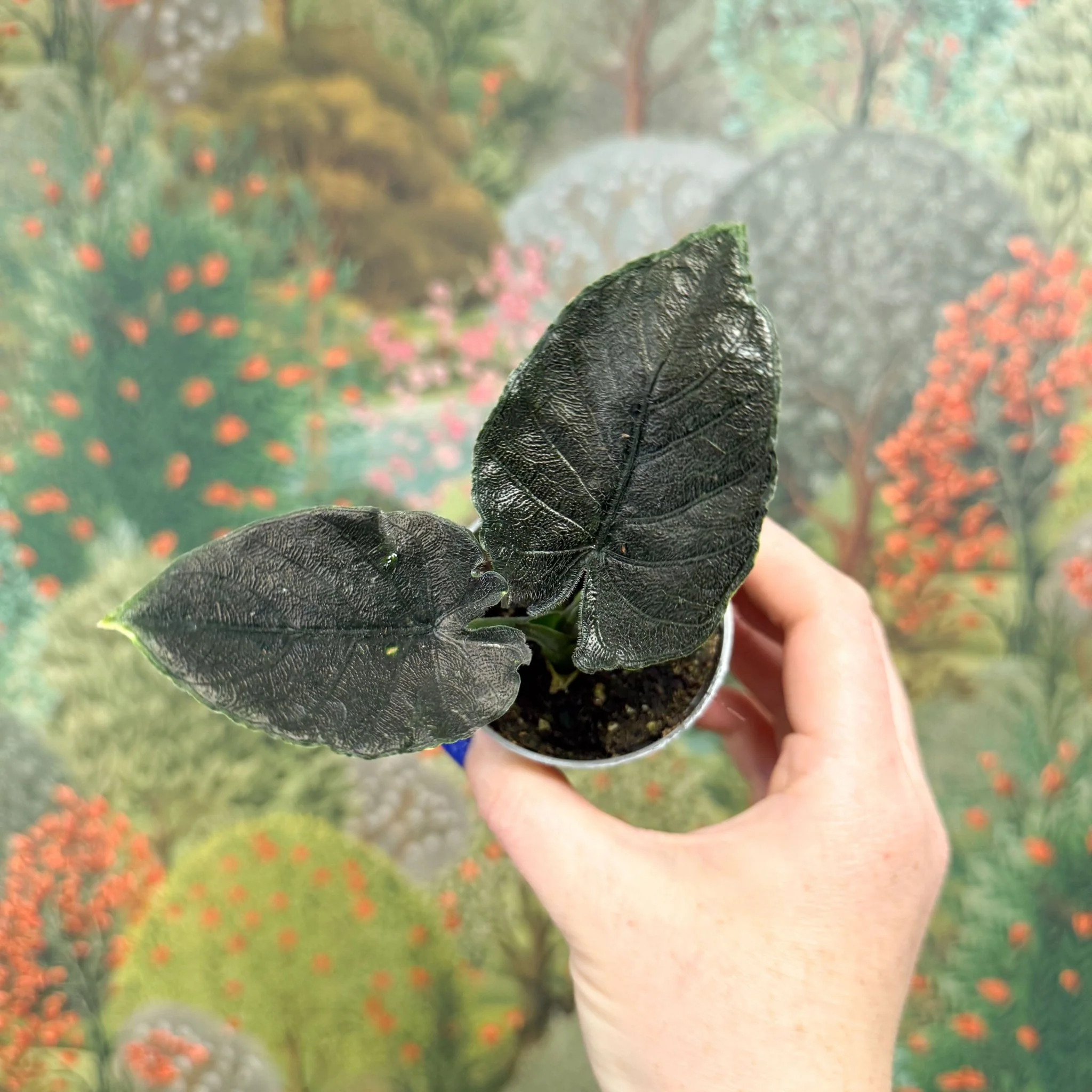 Alocasia chienlii 'Antoro Velvet' - Image 3
