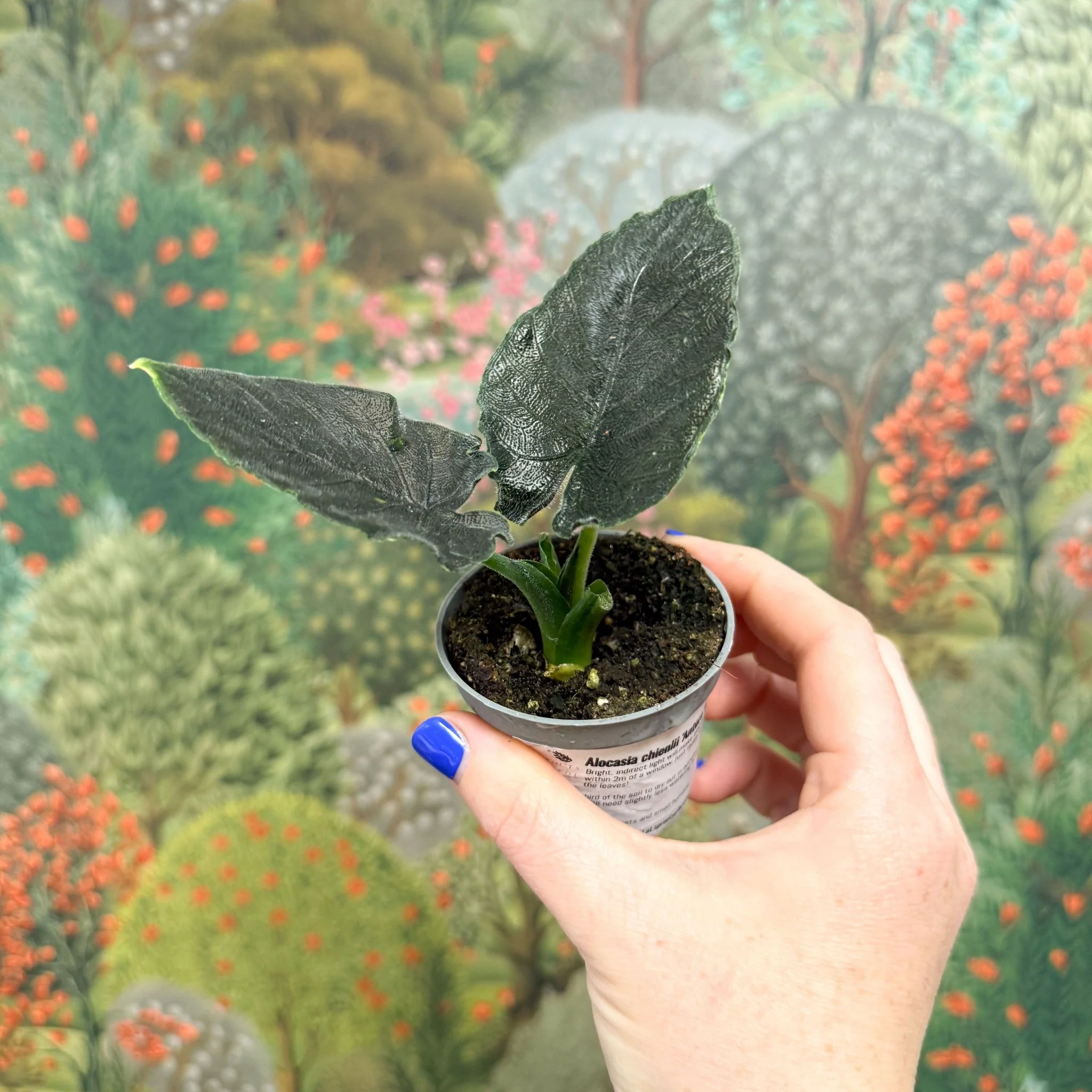 Alocasia chienlii 'Antoro Velvet' - Image 4