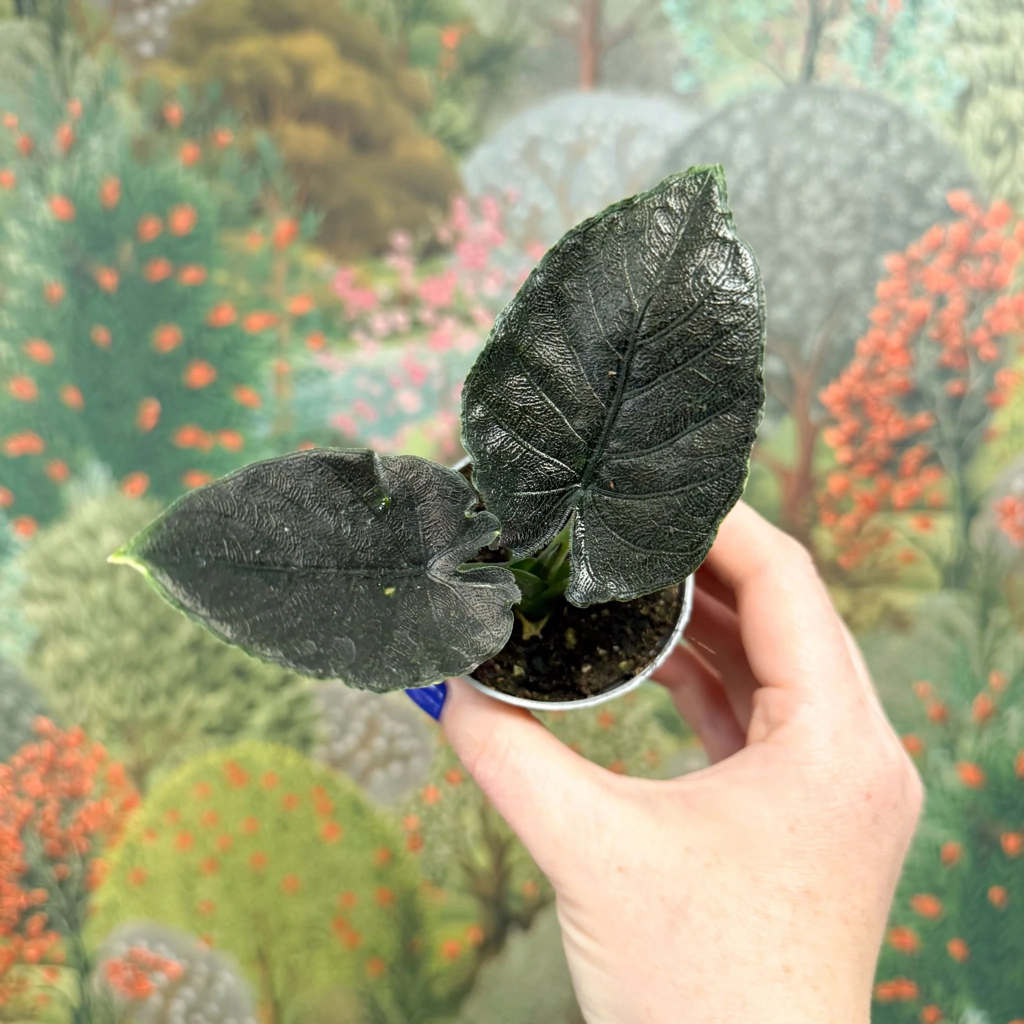 Alocasia chienlii 'Antoro Velvet' - Image 5