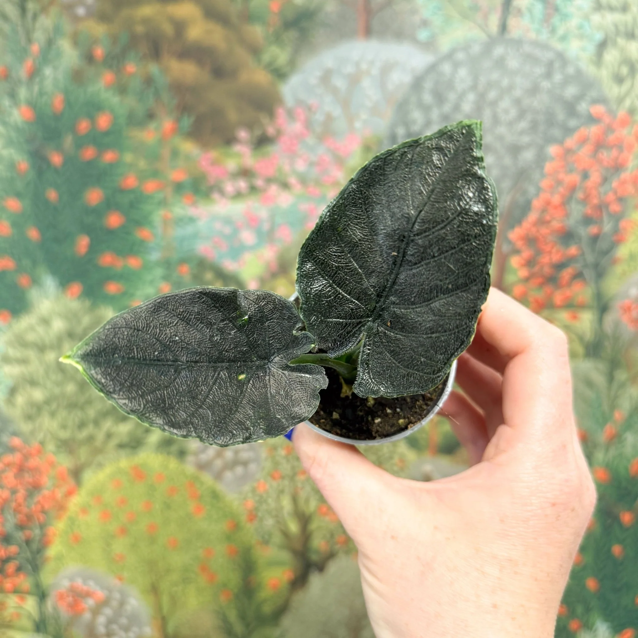 Alocasia chienlii 'Antoro Velvet' - Image 6