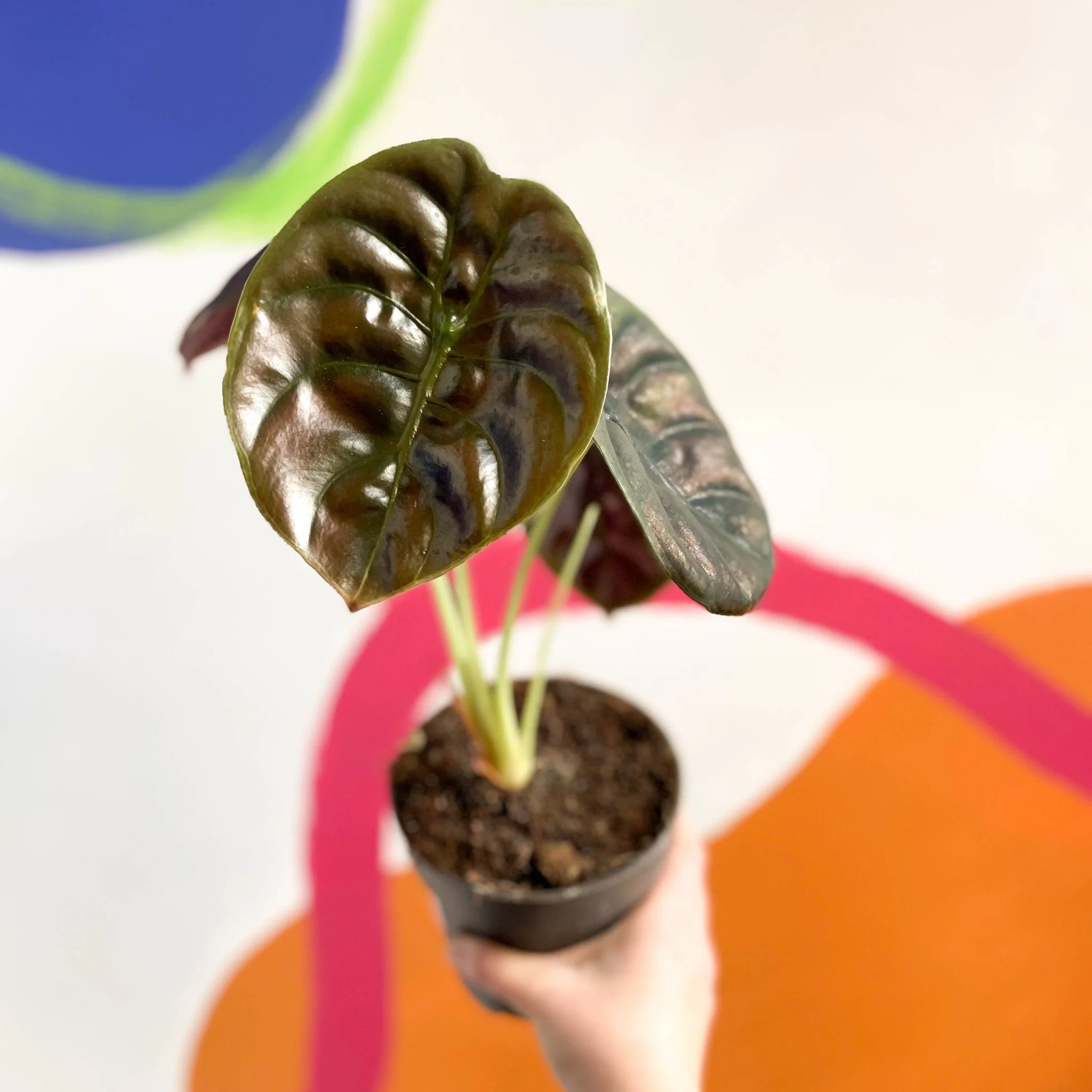 Alocasia cuprea 'Red Secret' - Image 3