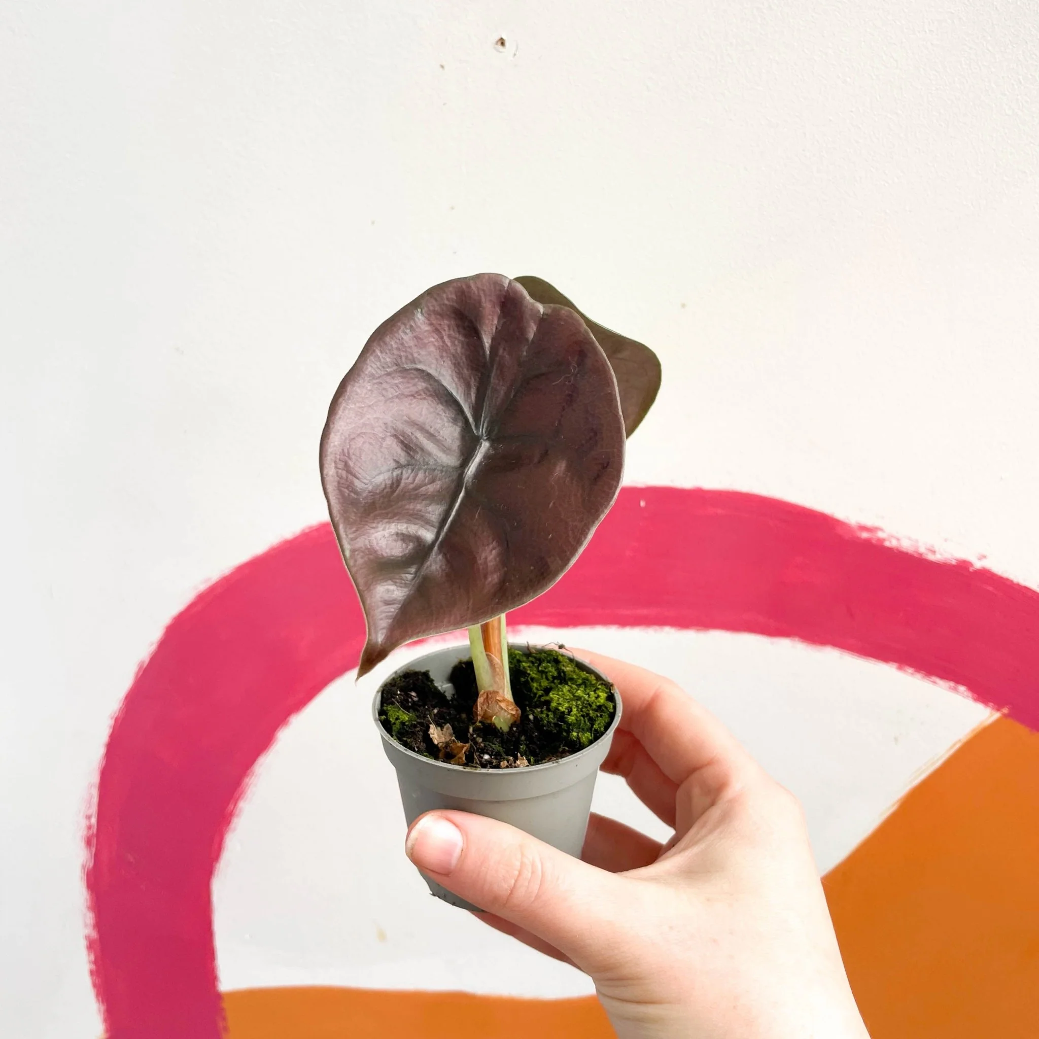 Alocasia cuprea 'Red Secret' - Image 4