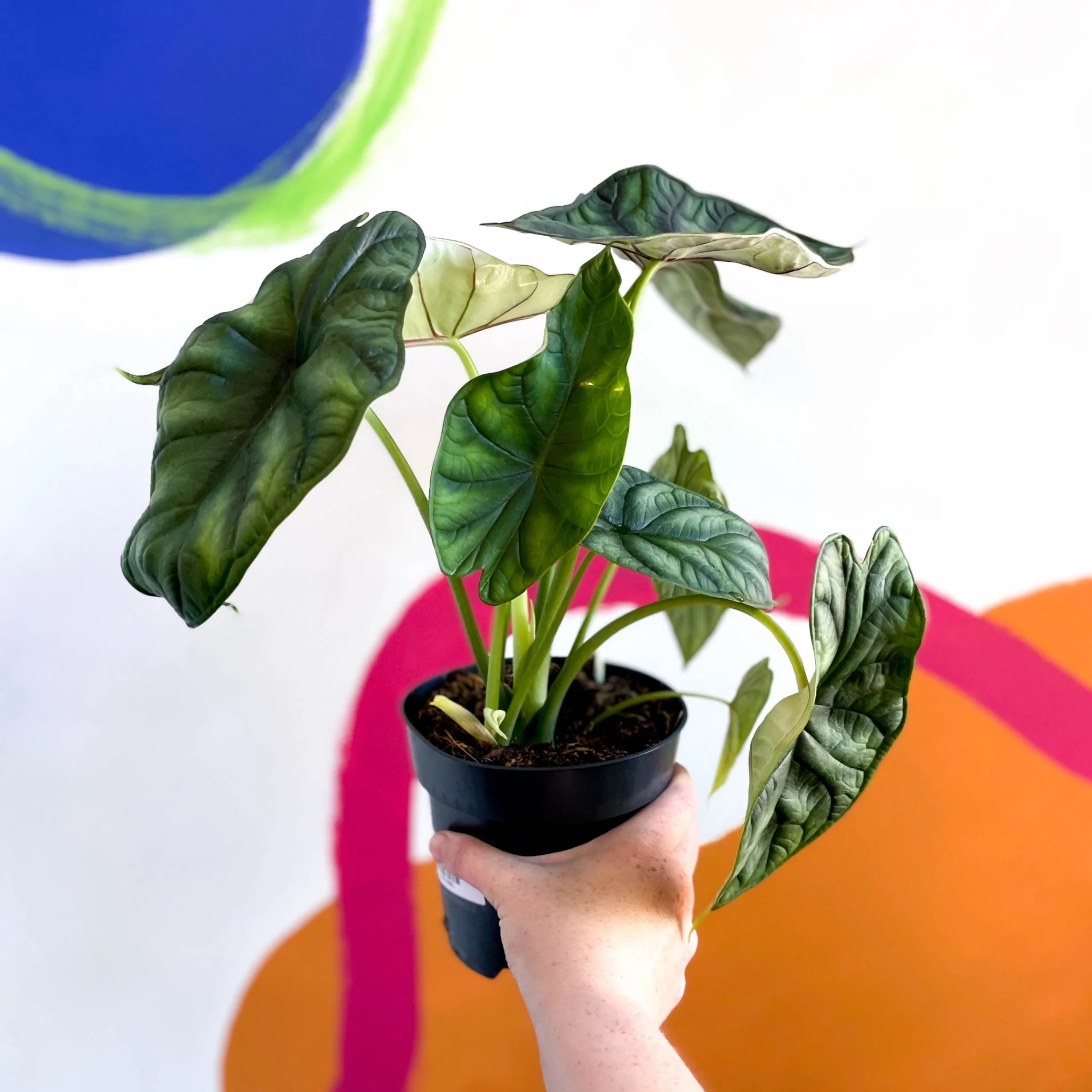 Alocasia baginda 'Dragon Scale'