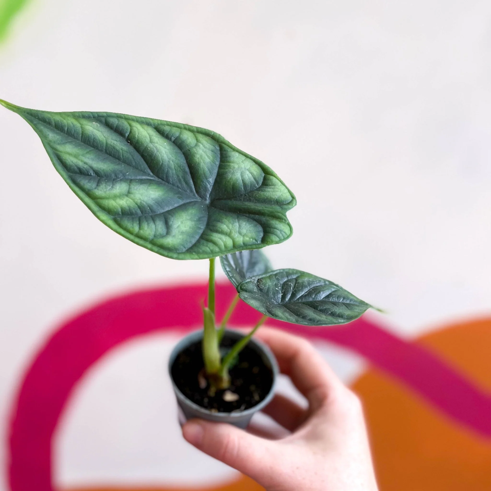 Alocasia baginda 'Dragon Scale' - Image 10