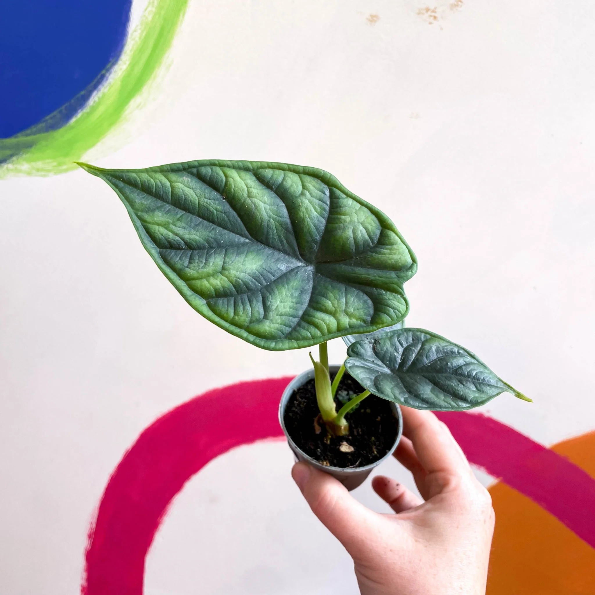 Alocasia baginda 'Dragon Scale' - Image 11