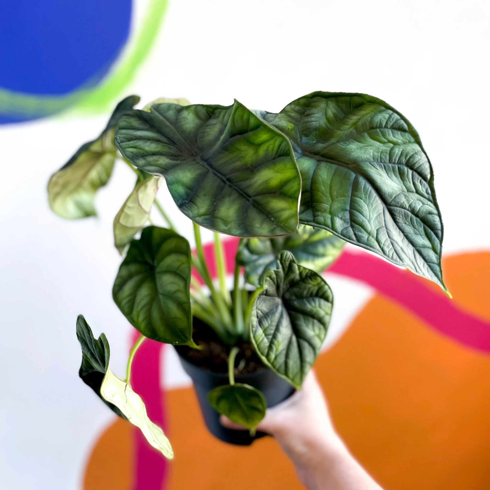 Alocasia baginda 'Dragon Scale' - Image 2
