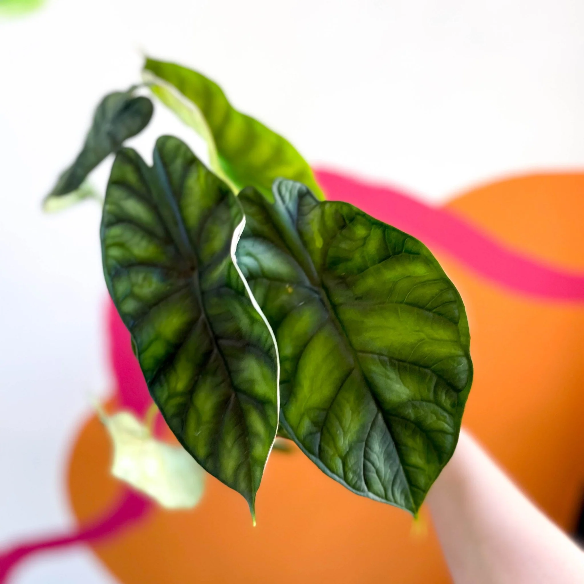Alocasia baginda 'Dragon Scale' - Image 3