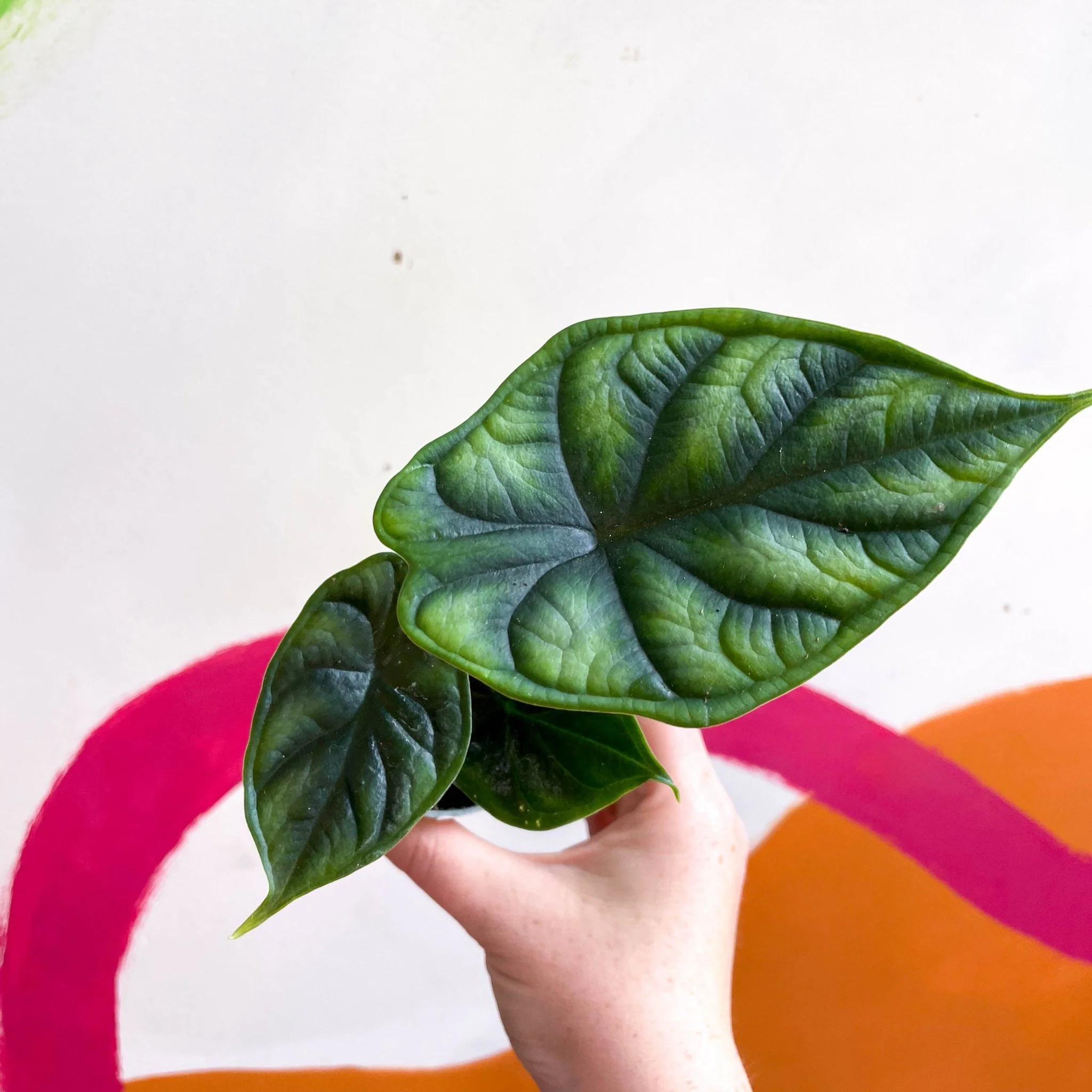 Alocasia baginda 'Dragon Scale' - Image 8