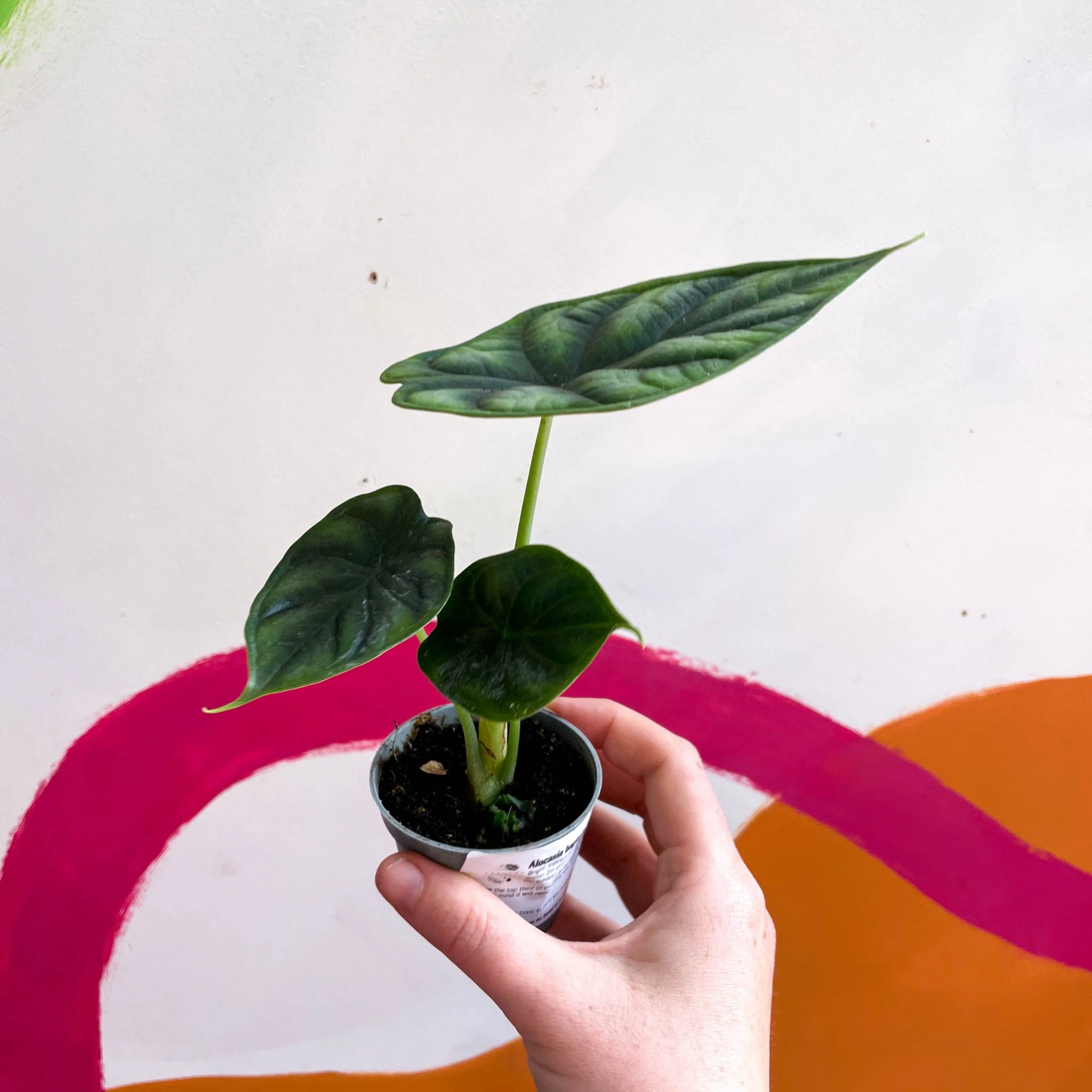 Alocasia baginda 'Dragon Scale' - Image 9