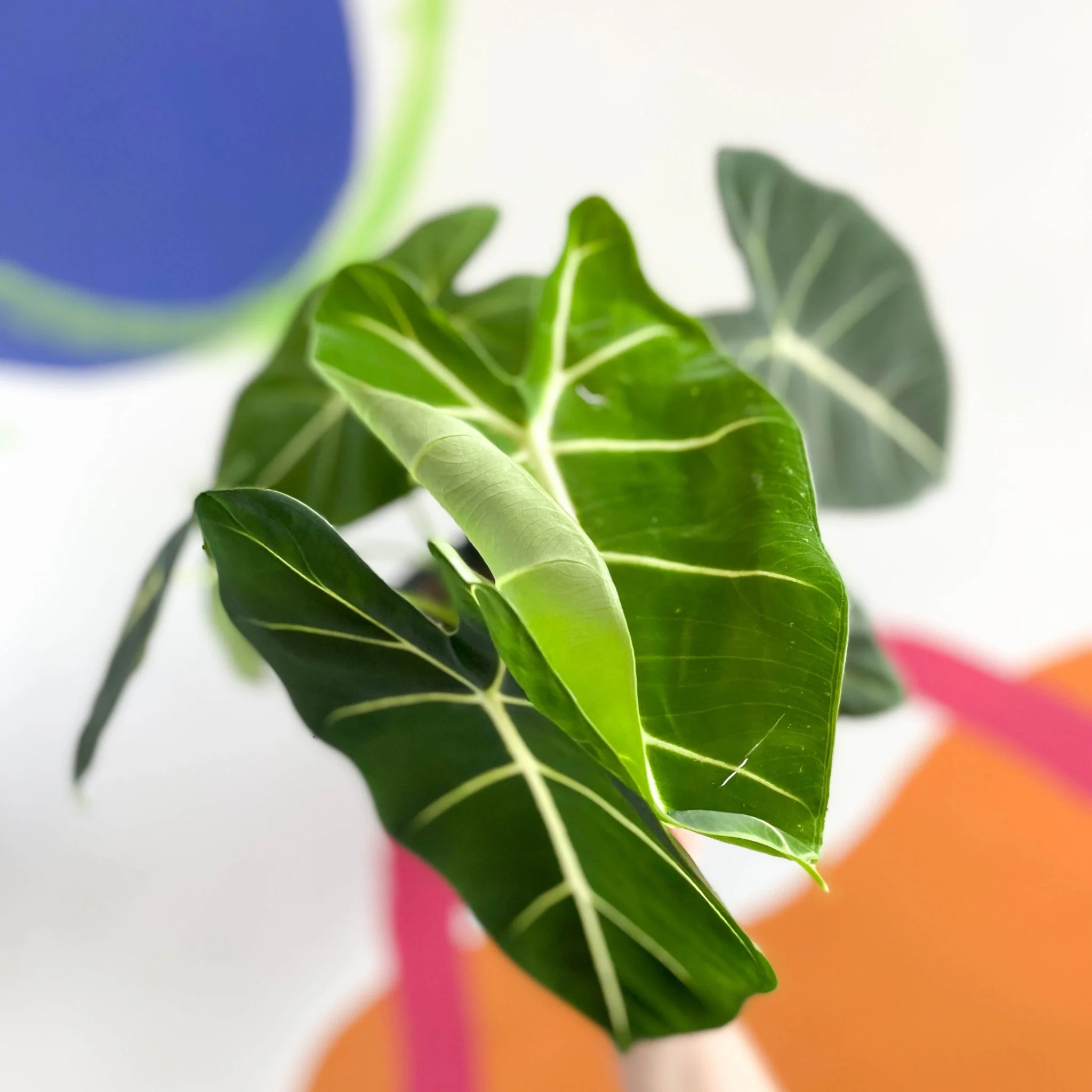 Alocasia micholitziana ‘Frydek’ - Image 3
