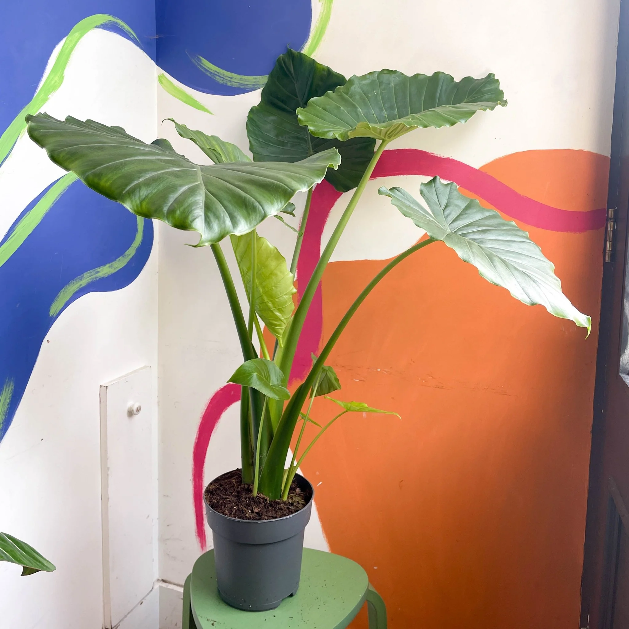 Alocasia gageana 'California'