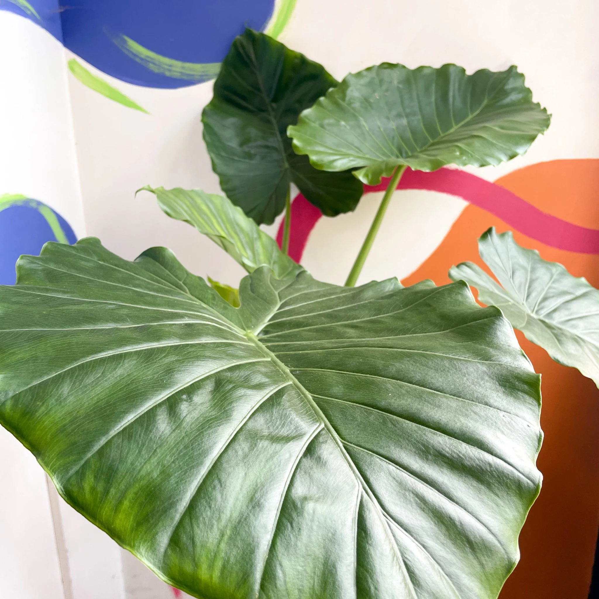 Alocasia gageana 'California' - Image 2