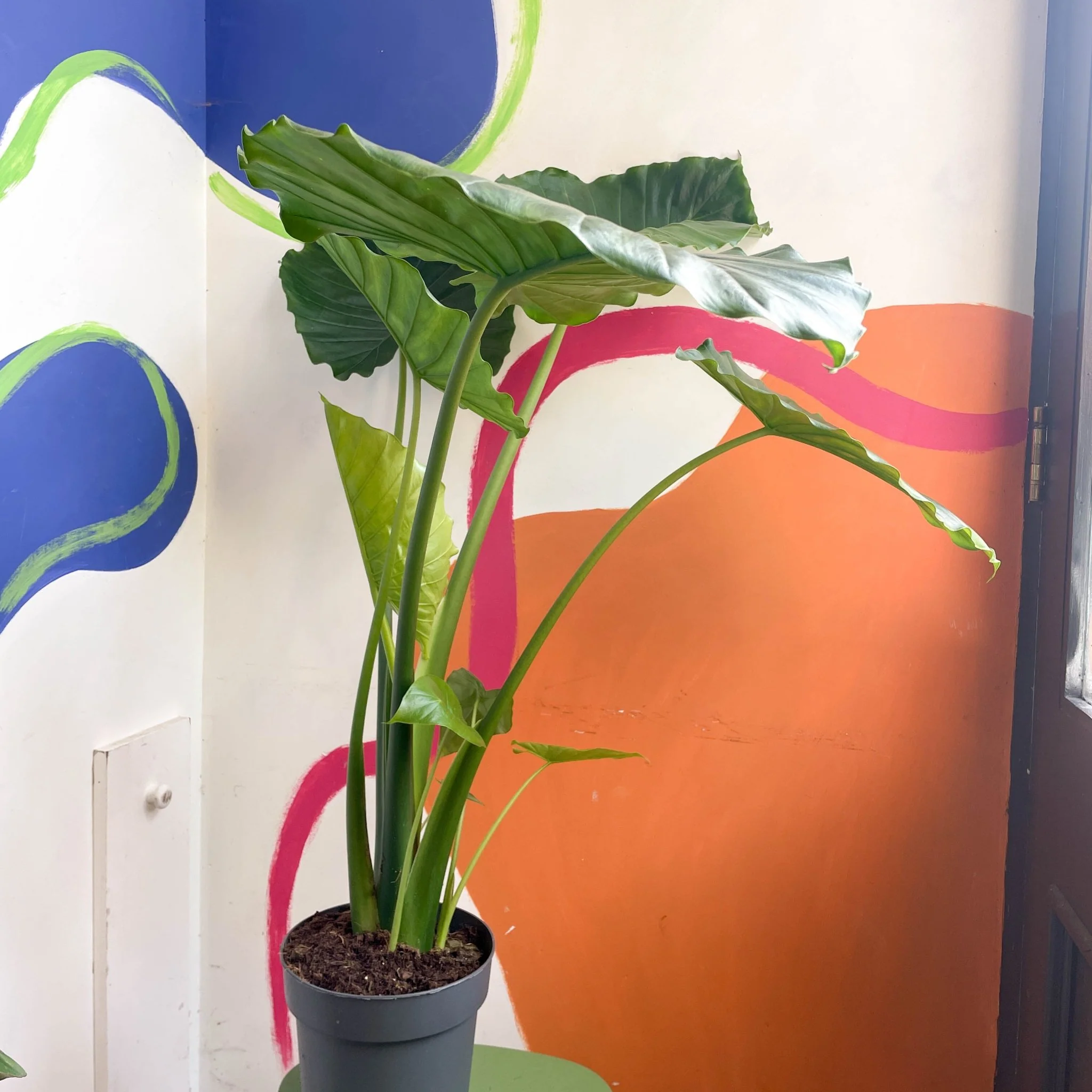 Alocasia gageana 'California' - Image 3
