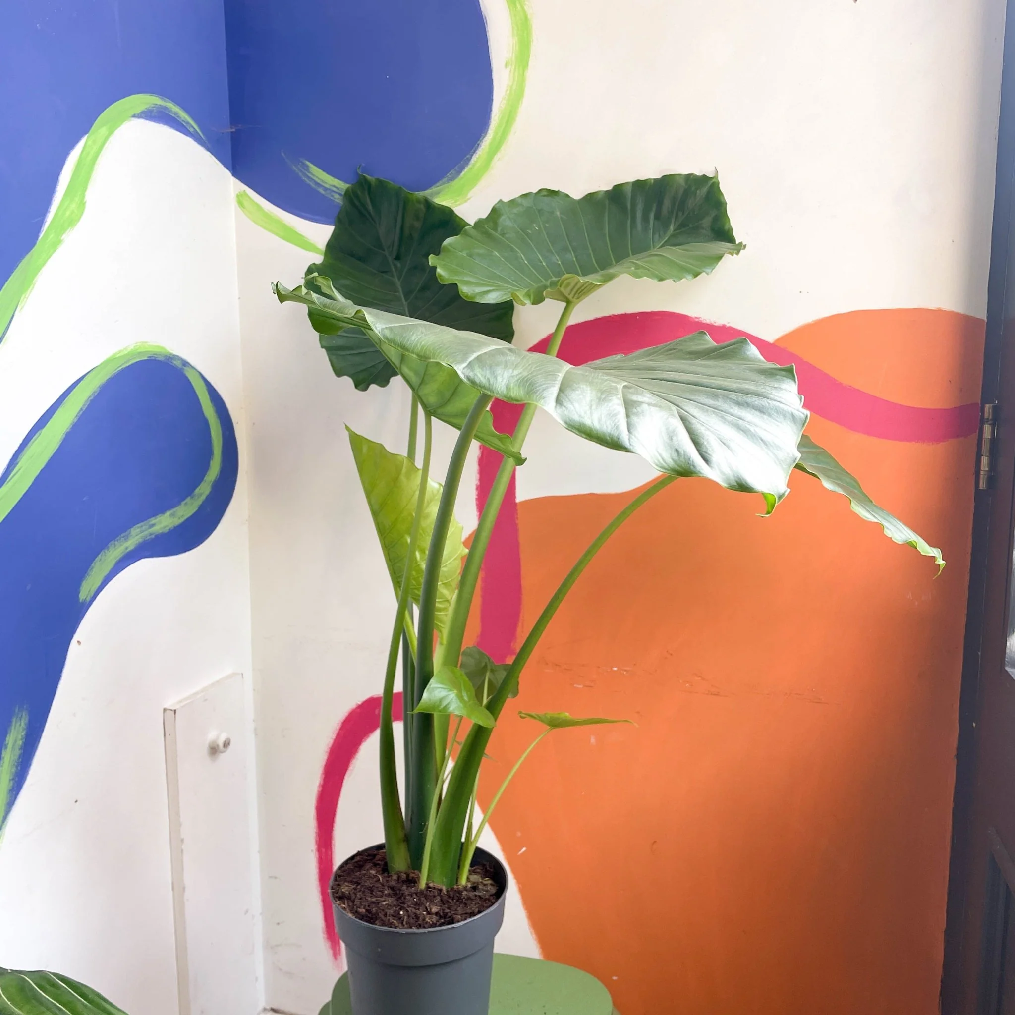 Alocasia gageana 'California' - Image 4