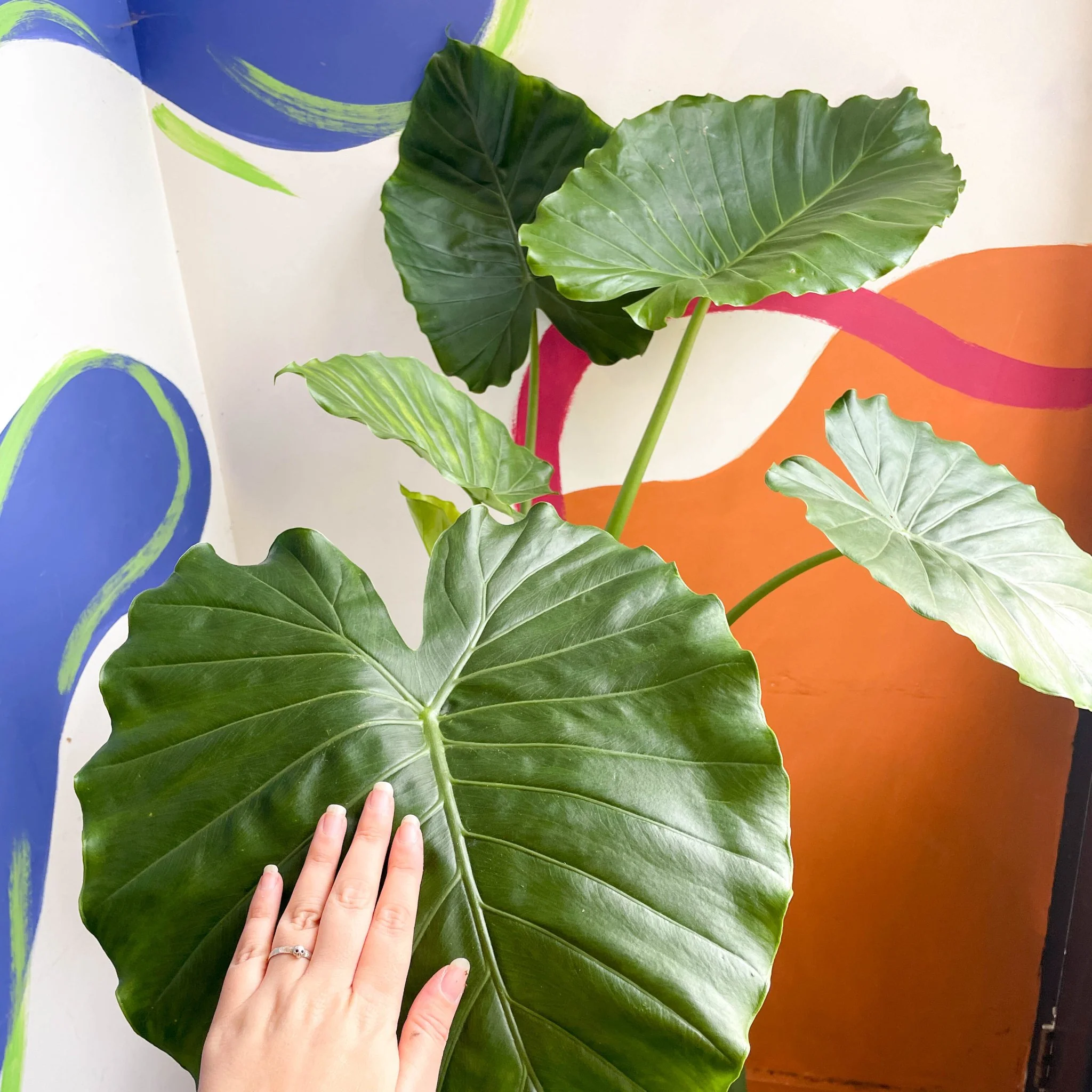 Alocasia gageana 'California' - Image 5