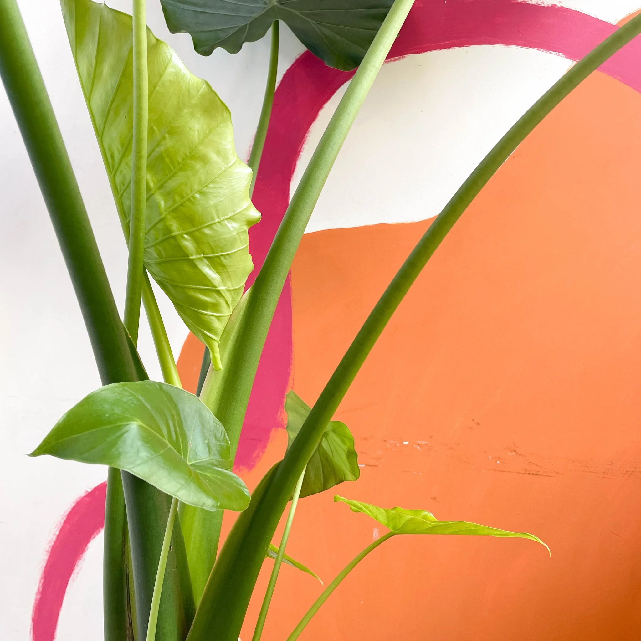 Alocasia gageana 'California' - Image 6