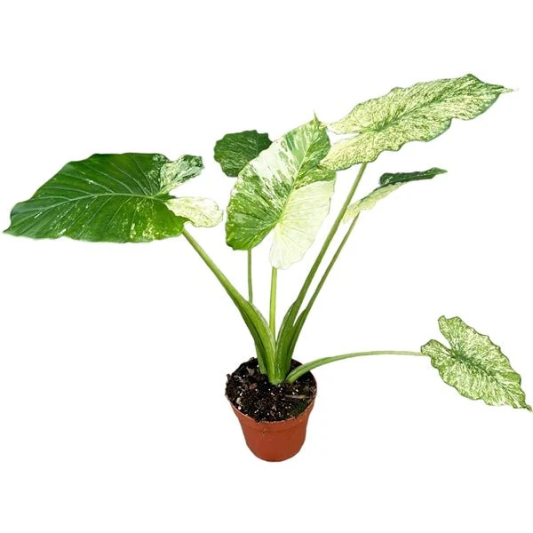 Alocasia gageana 'Variegated' - Image 2
