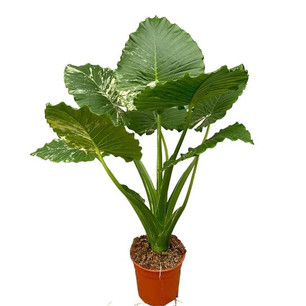 Alocasia gageana 'Variegated' - Image 3