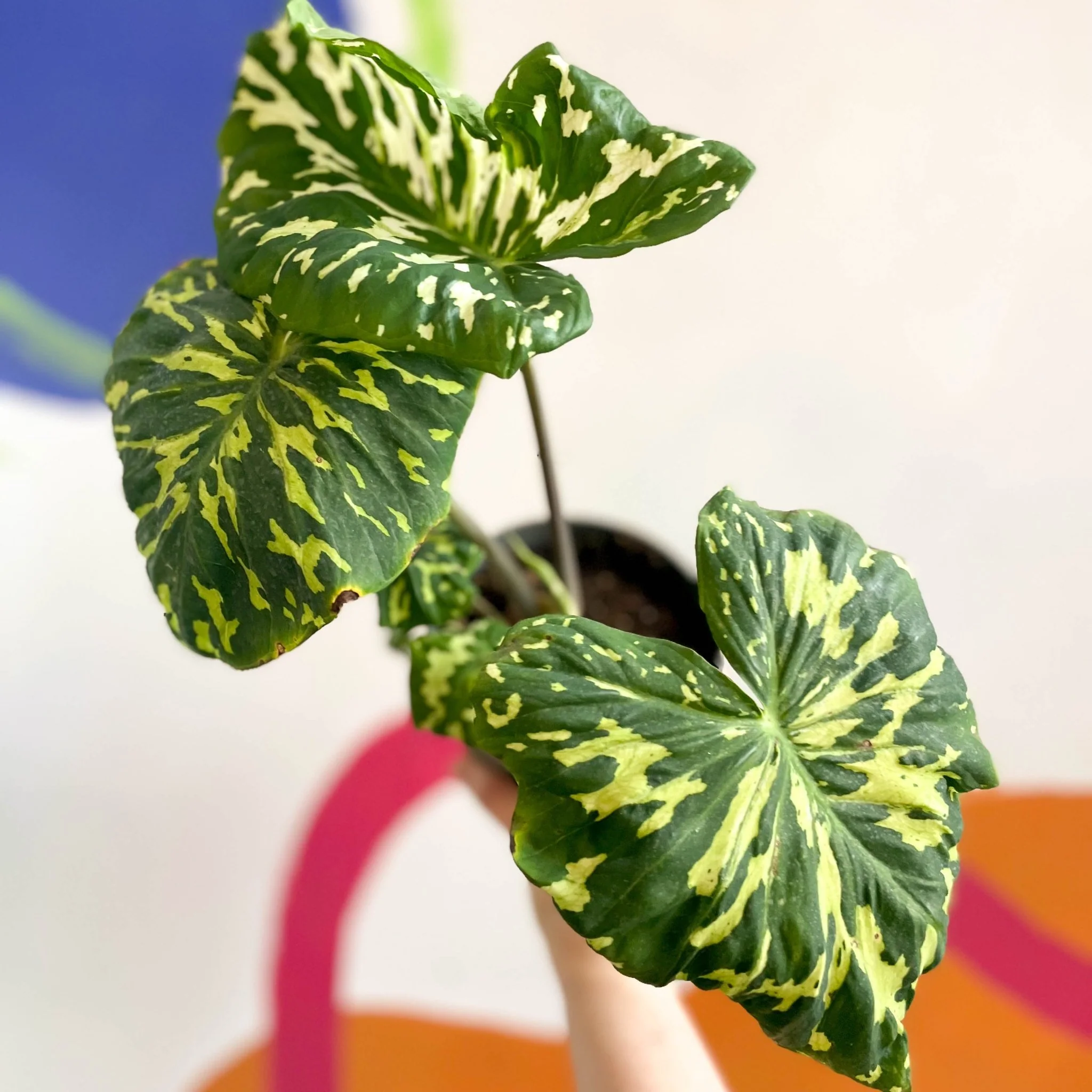 Alocasia ‘Hilo Beauty’ - Caladium praetermissum