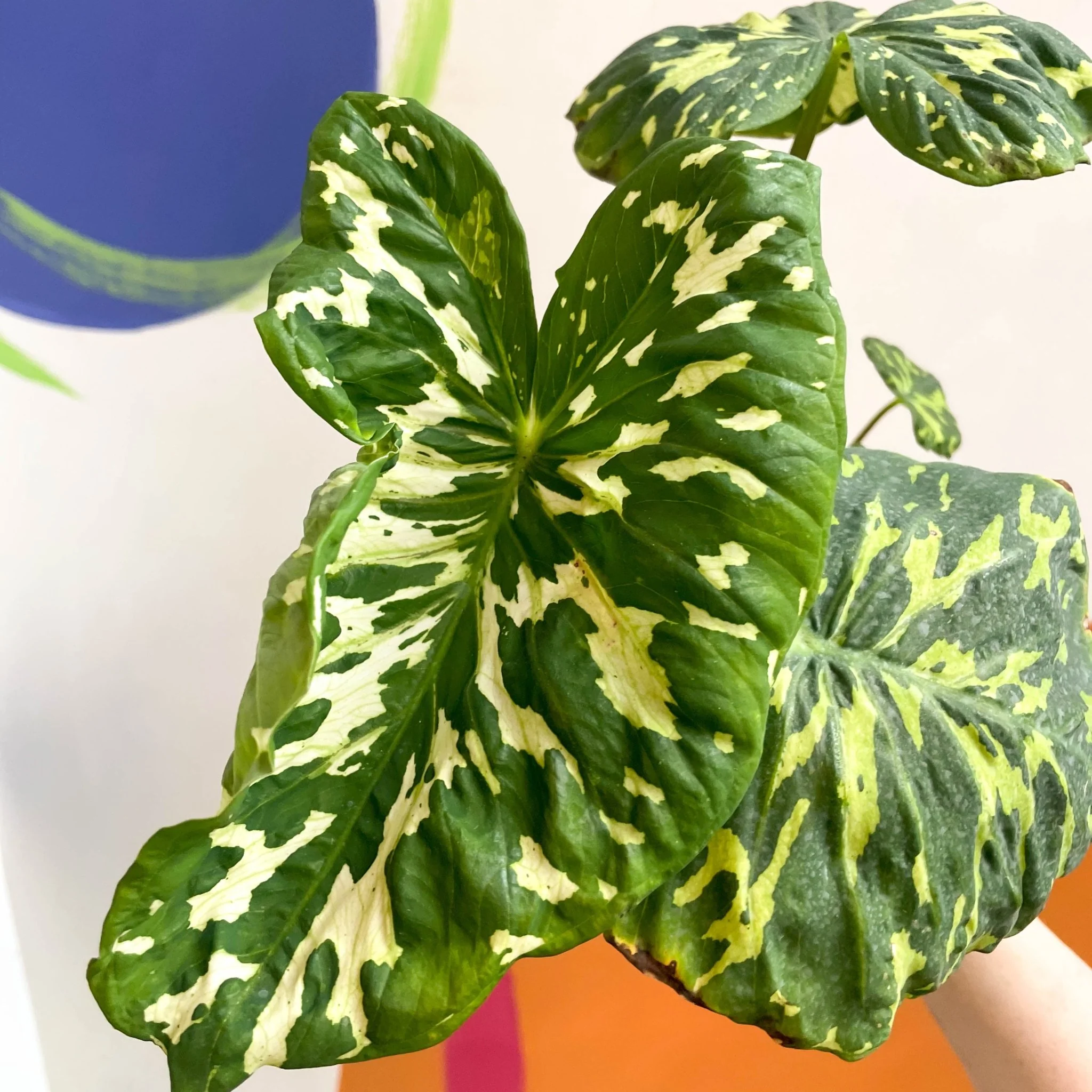 Alocasia ‘Hilo Beauty’ - Caladium praetermissum - Image 2
