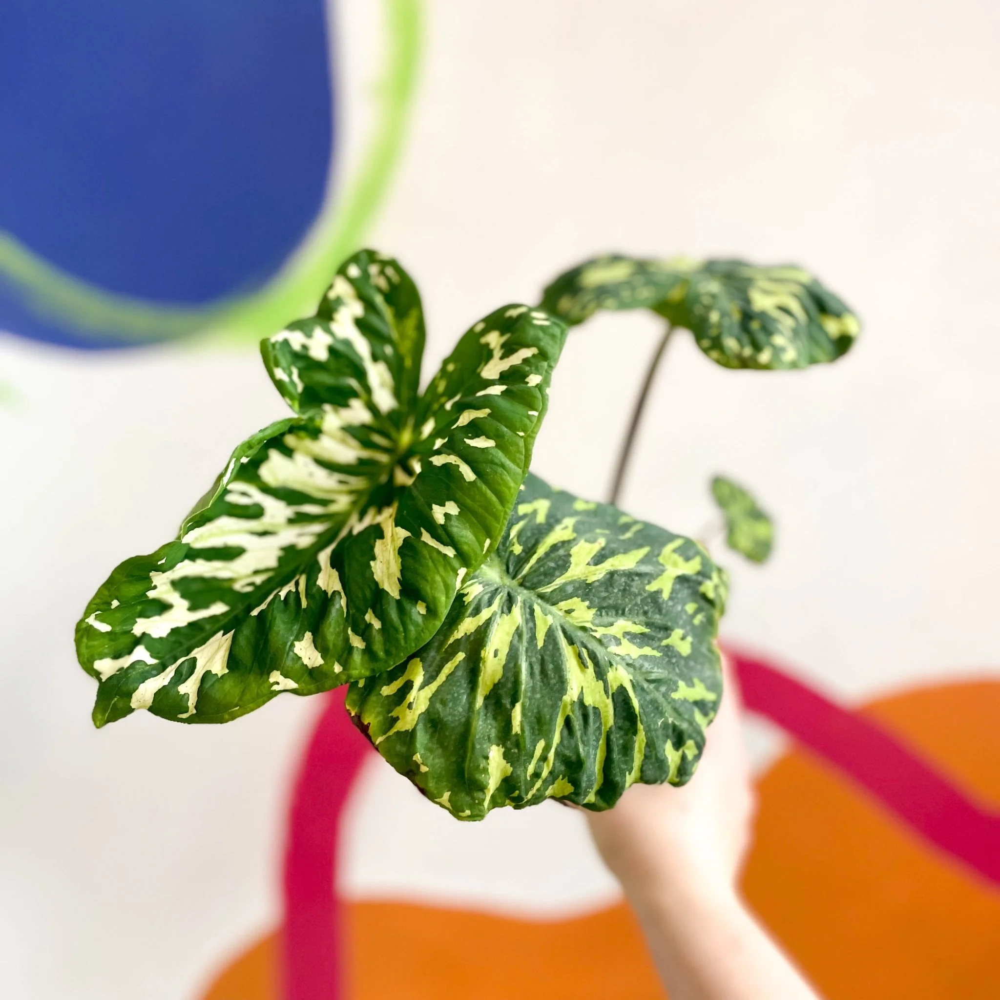 Alocasia ‘Hilo Beauty’ - Caladium praetermissum - Image 3