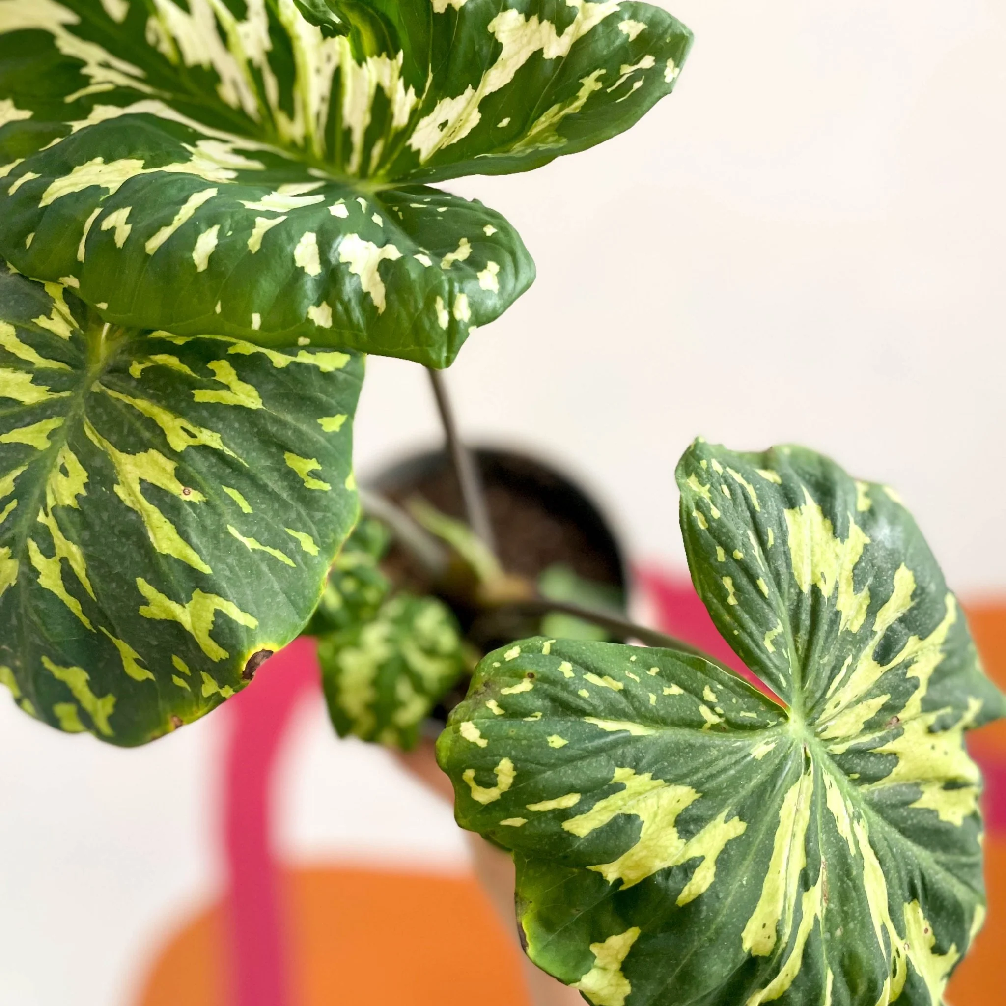Alocasia ‘Hilo Beauty’ - Caladium praetermissum - Image 4