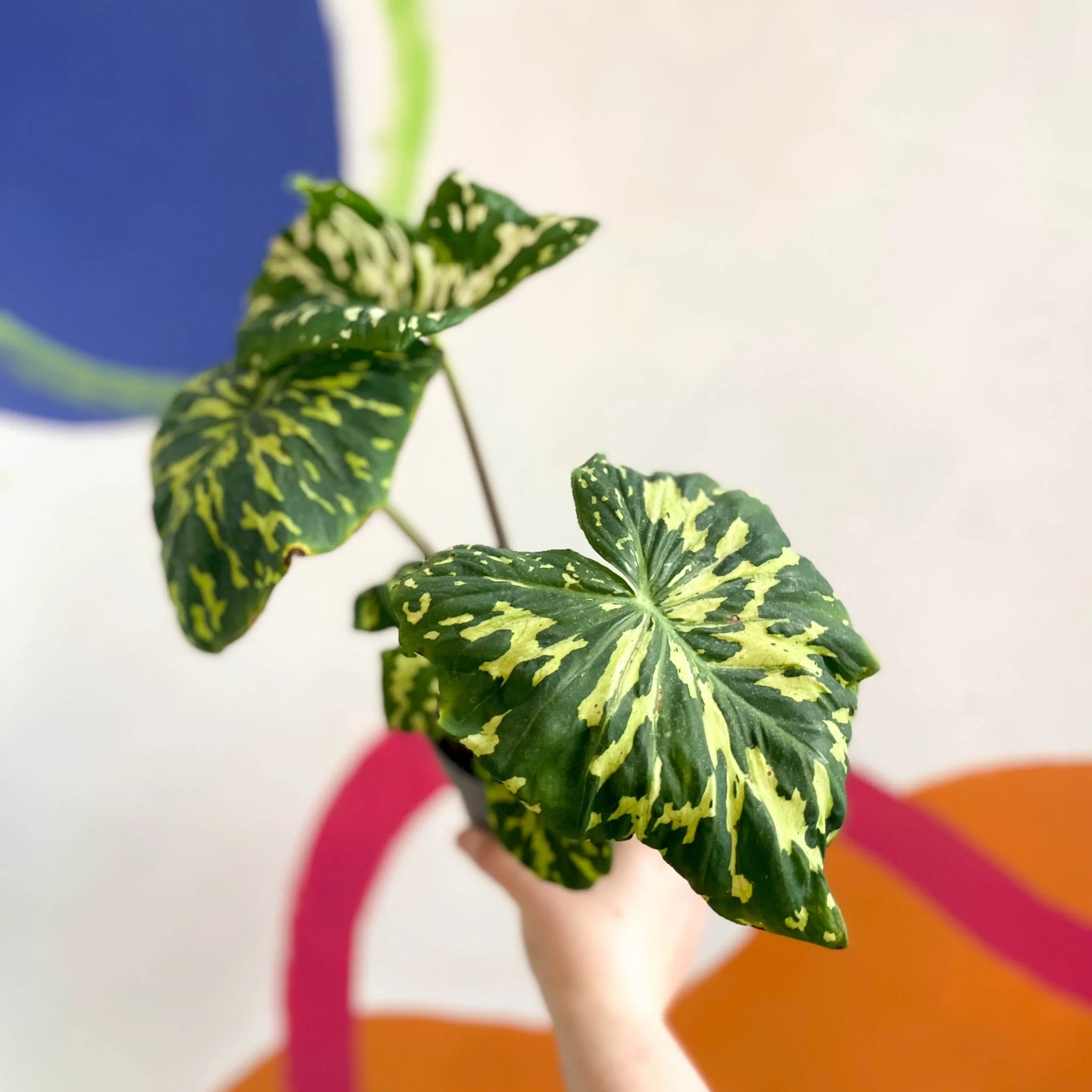 Alocasia ‘Hilo Beauty’ - Caladium praetermissum - Image 5