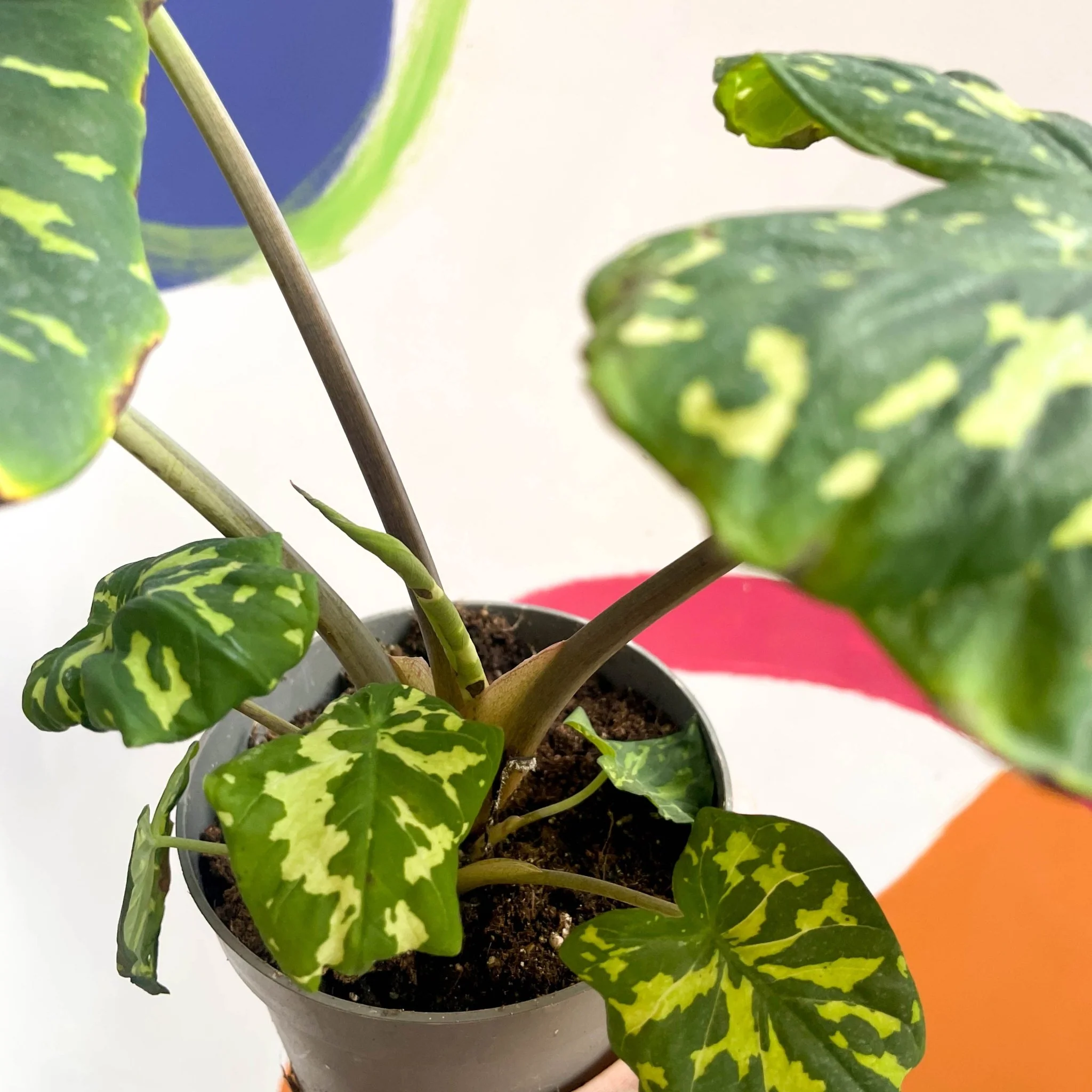 Alocasia ‘Hilo Beauty’ - Caladium praetermissum - Image 6
