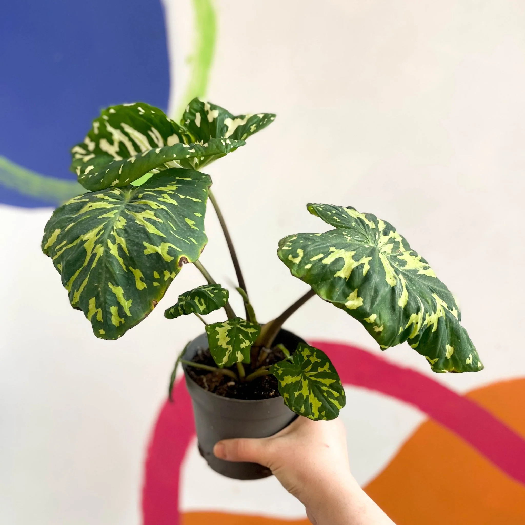 Alocasia ‘Hilo Beauty’ - Caladium praetermissum - Image 7
