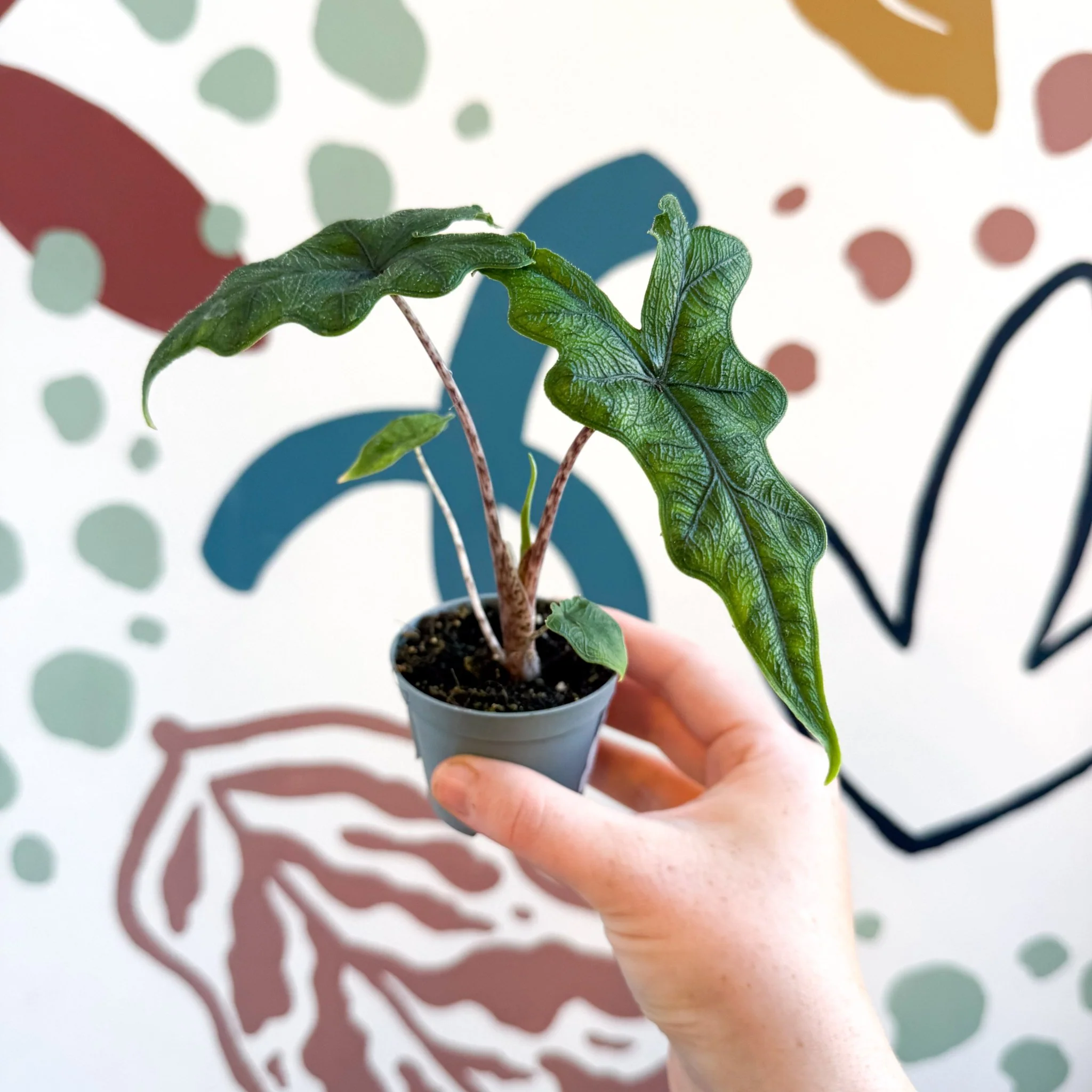 Alocasia 'Jacklyn' - Image 10