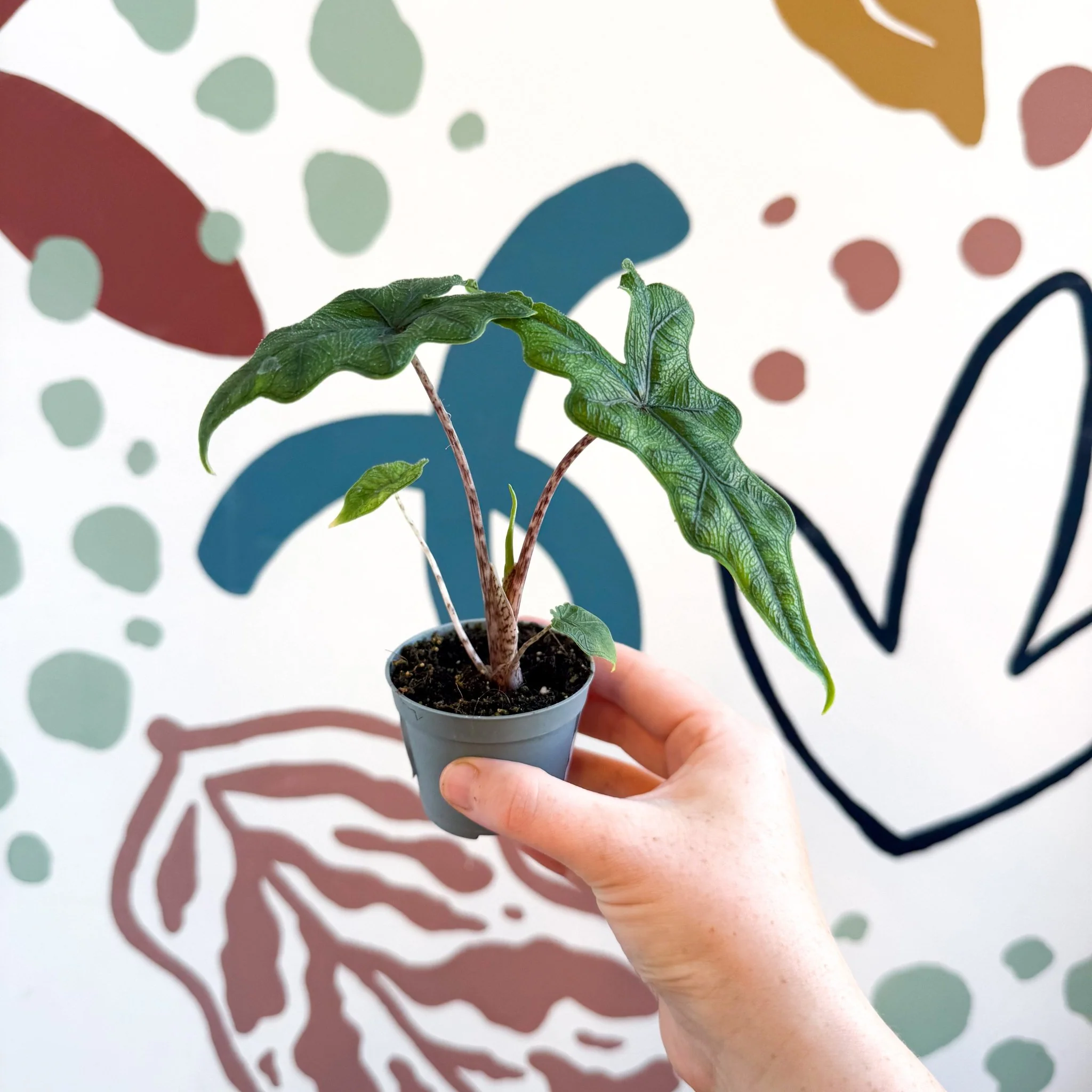 Alocasia 'Jacklyn' - Image 11
