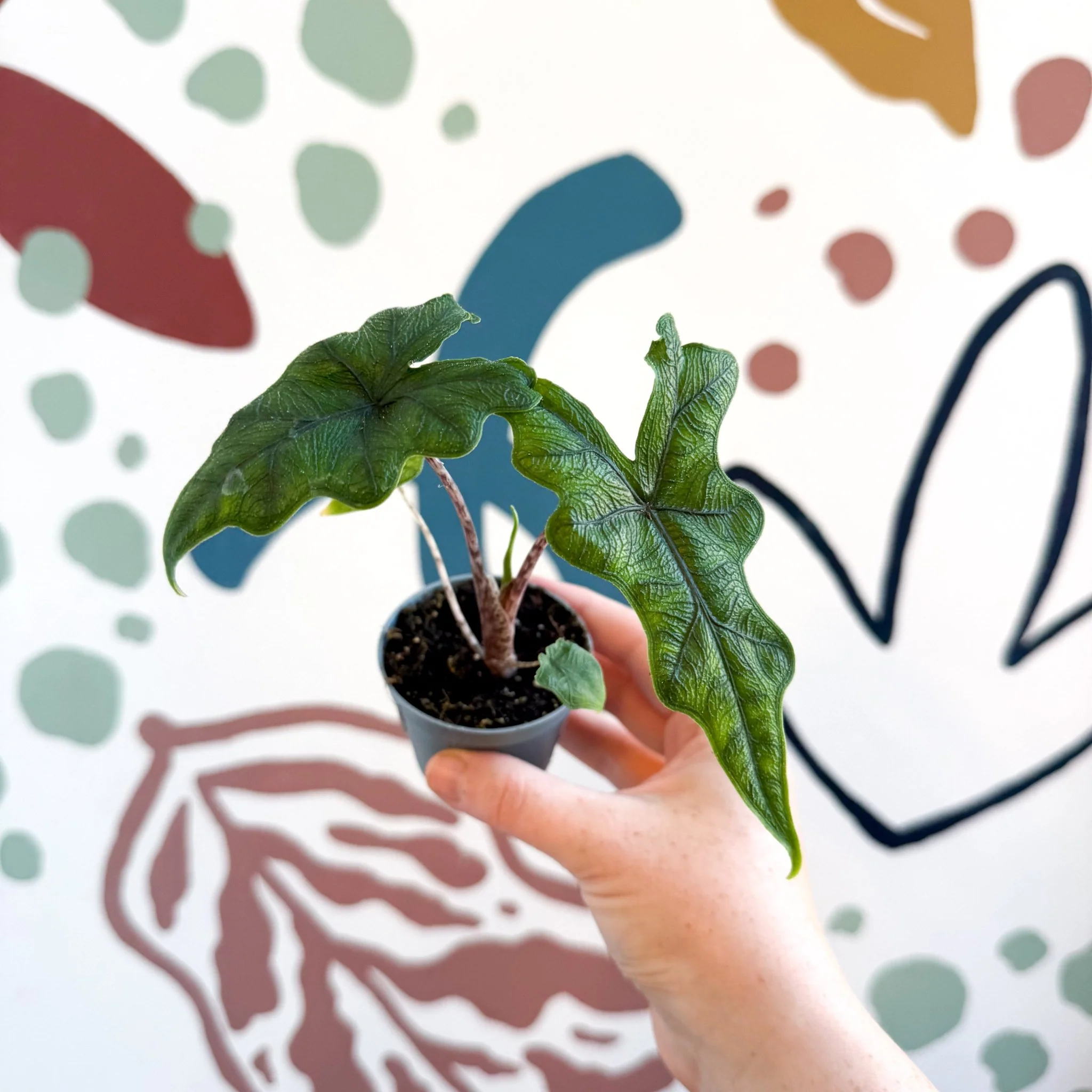 Alocasia 'Jacklyn' - Image 12