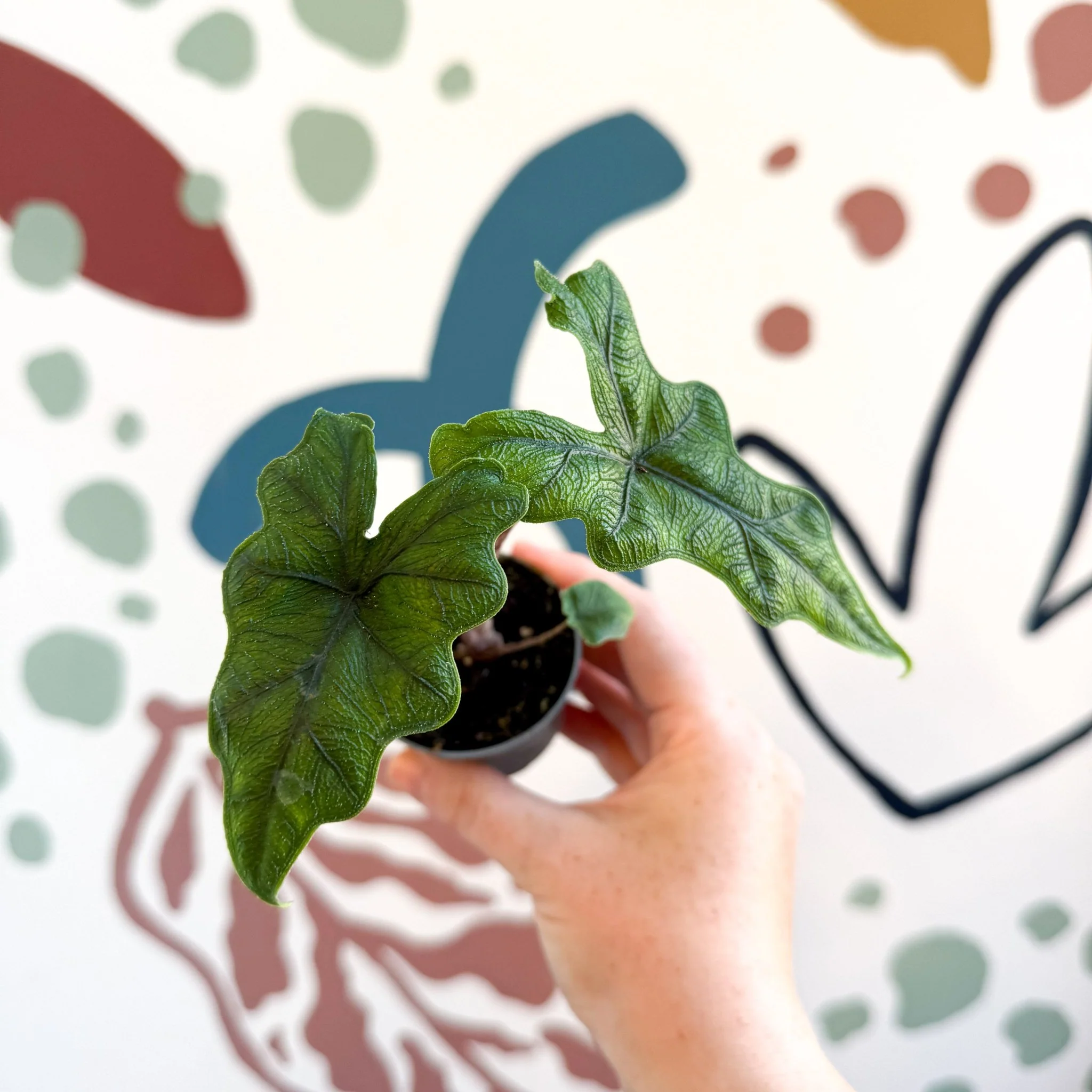 Alocasia 'Jacklyn' - Image 13