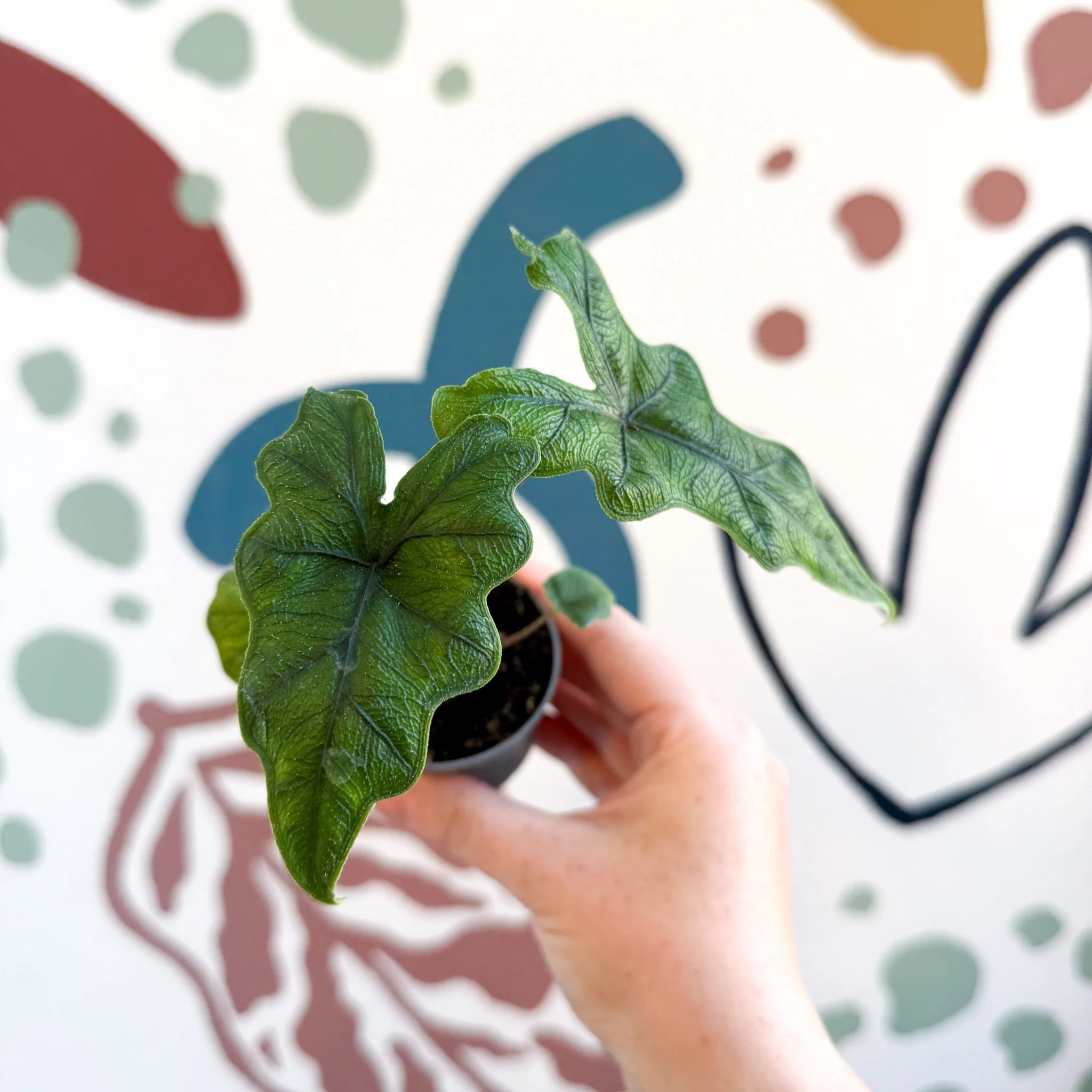 Alocasia 'Jacklyn' - Image 14