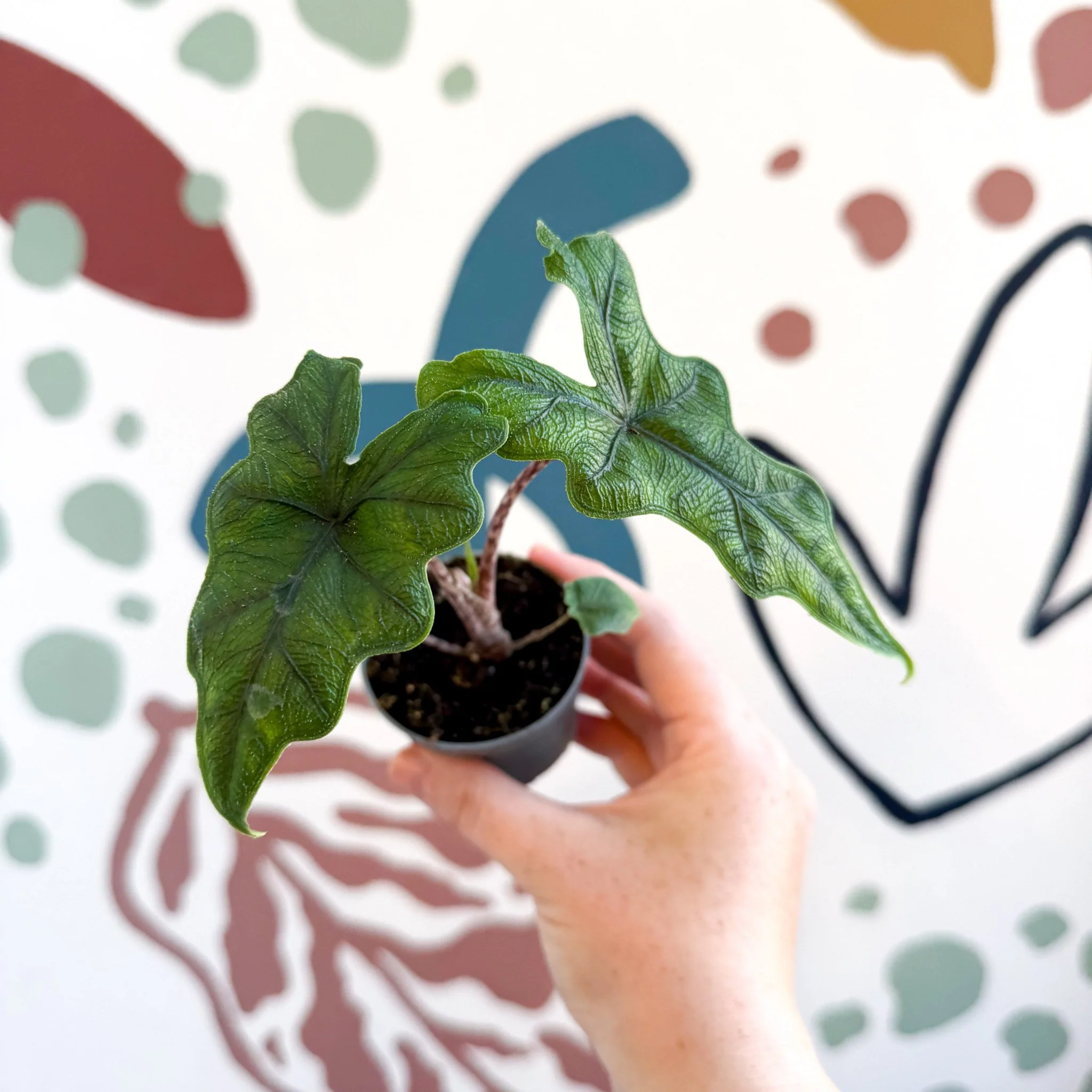 Alocasia 'Jacklyn' - Image 15