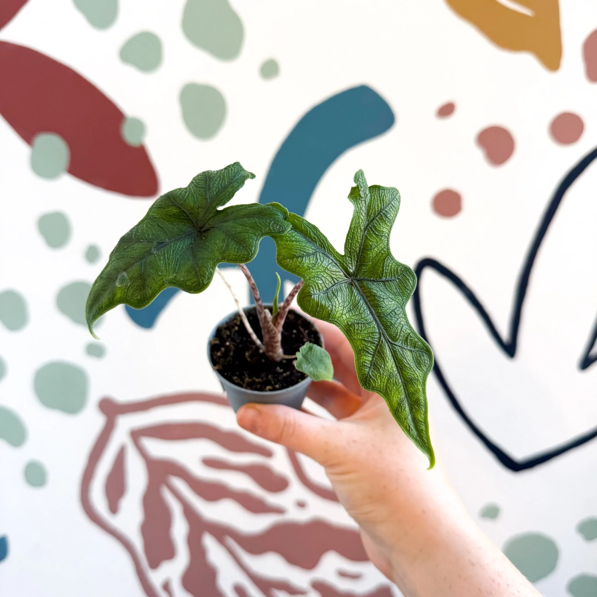Alocasia 'Jacklyn' - Image 2
