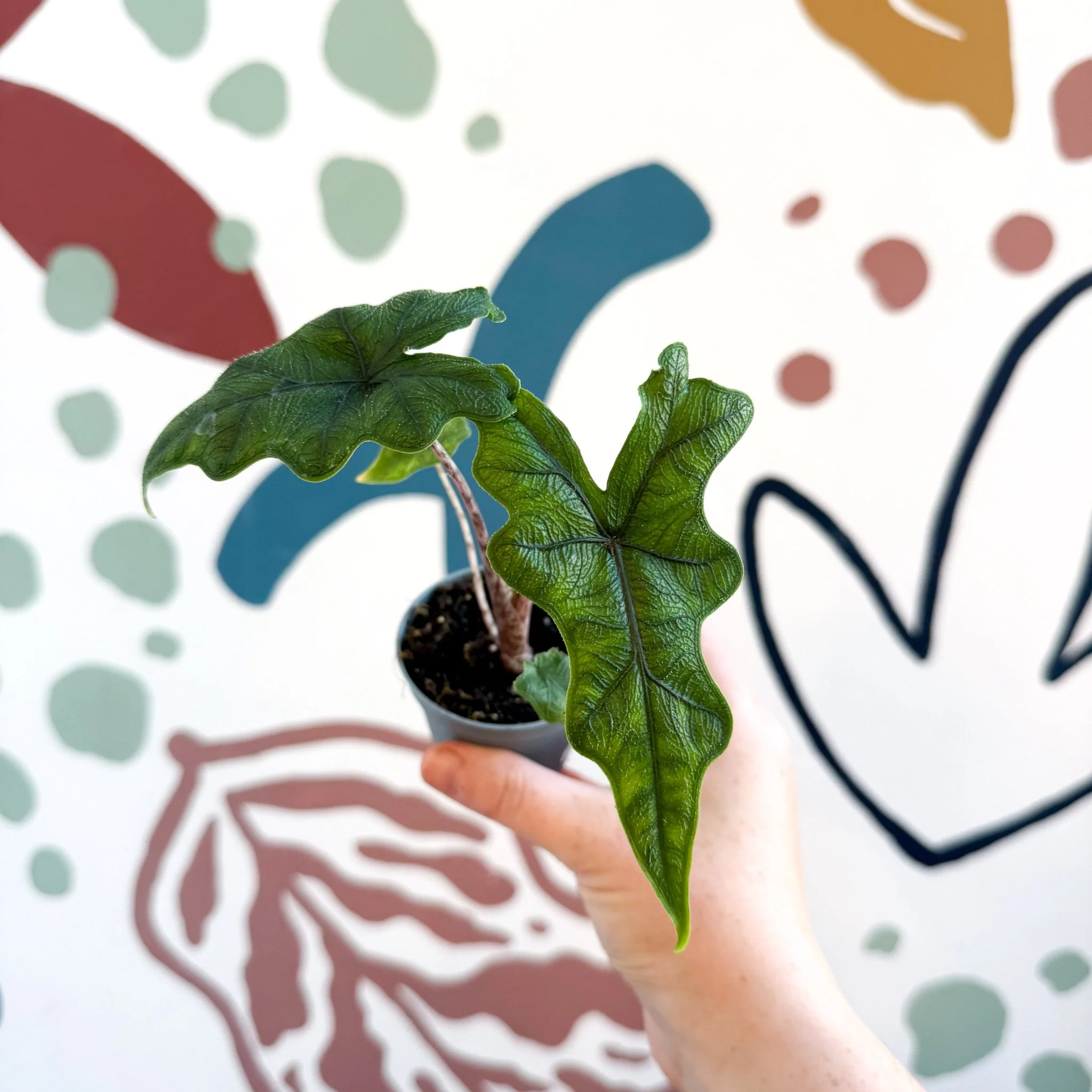 Alocasia 'Jacklyn' - Image 3