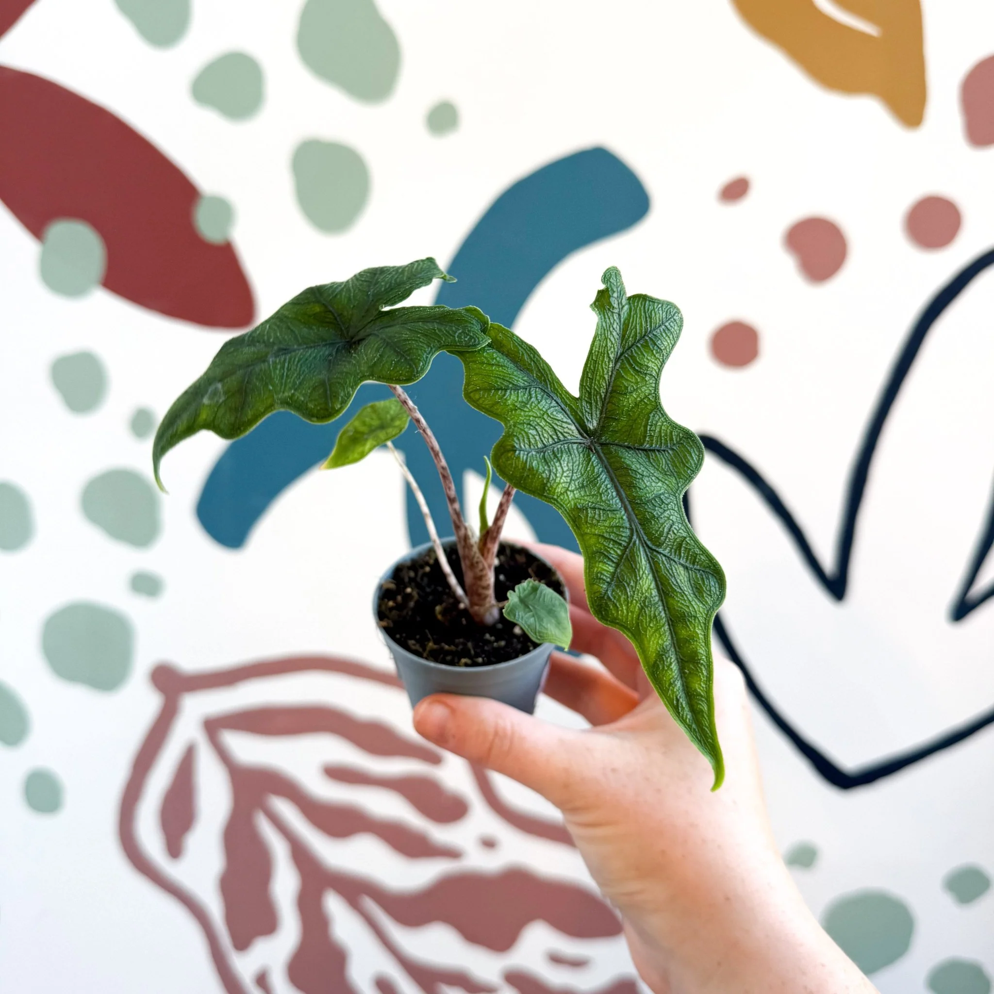 Alocasia 'Jacklyn' - Image 4