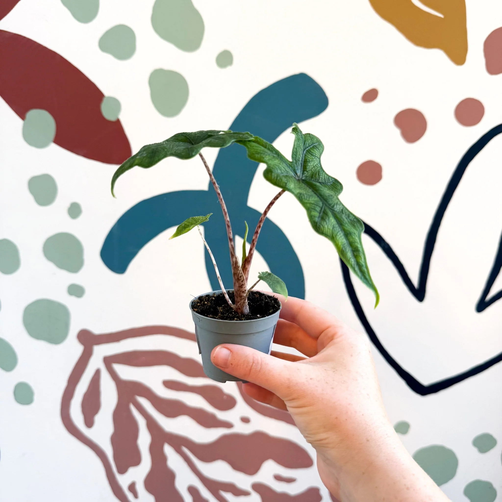 Alocasia 'Jacklyn' - Image 5