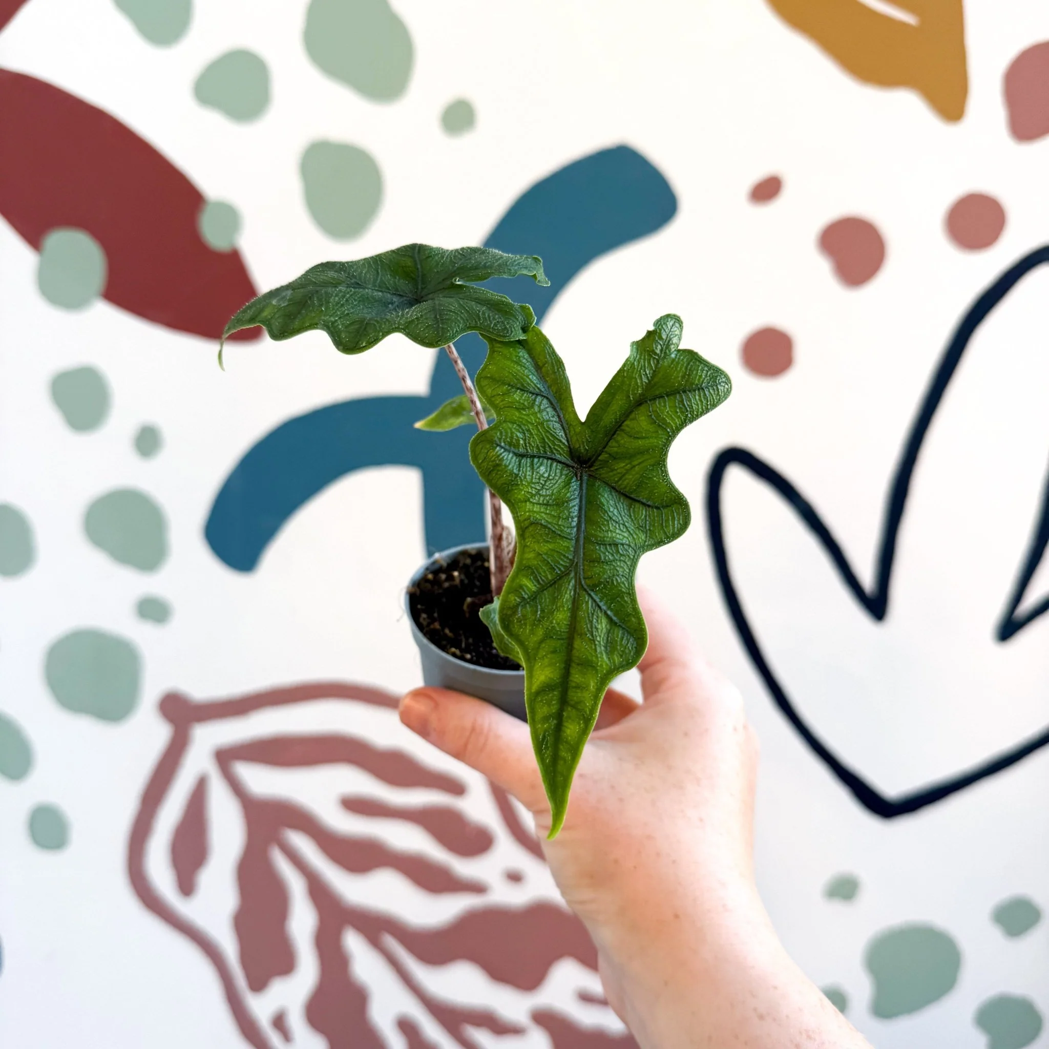 Alocasia 'Jacklyn' - Image 6