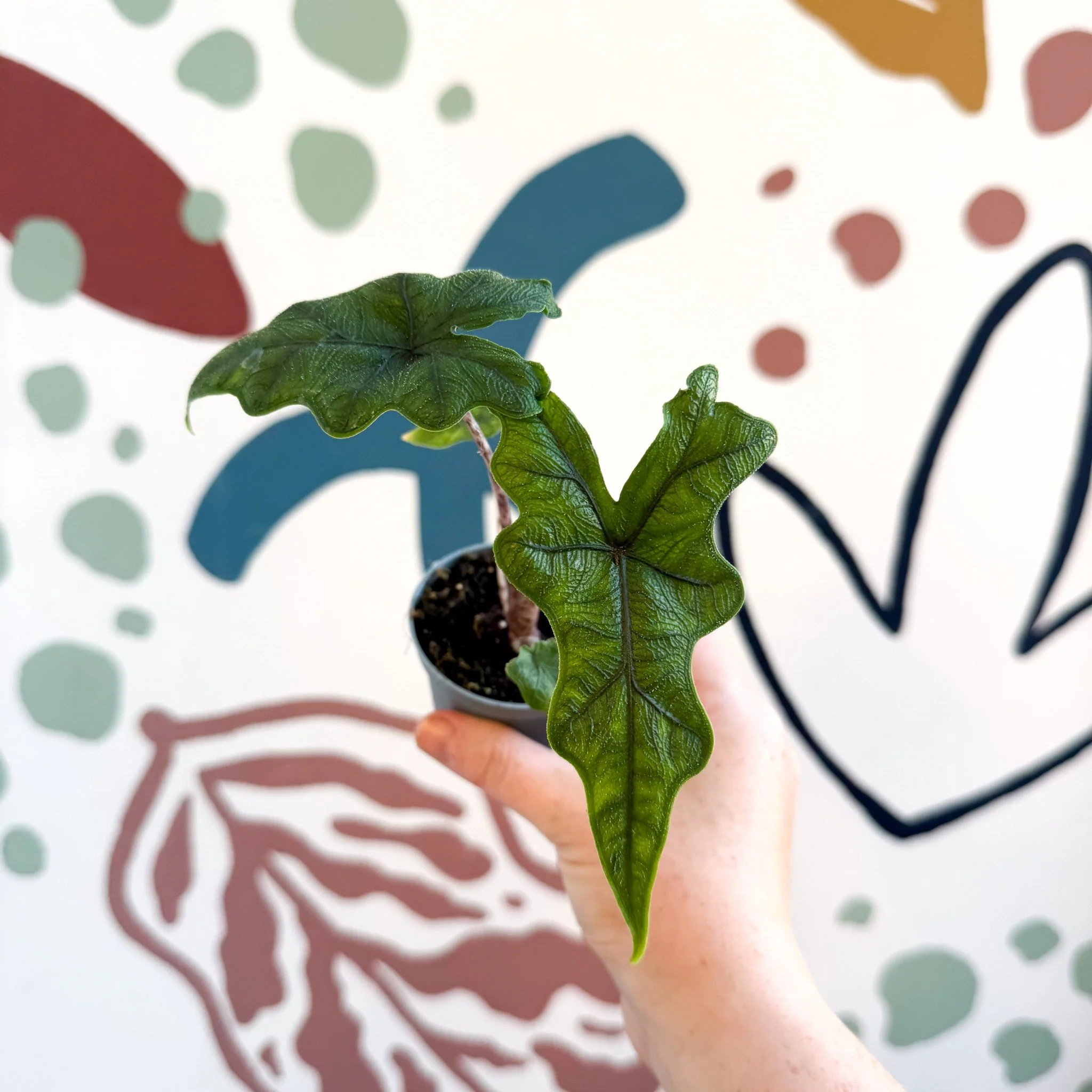 Alocasia 'Jacklyn' - Image 7