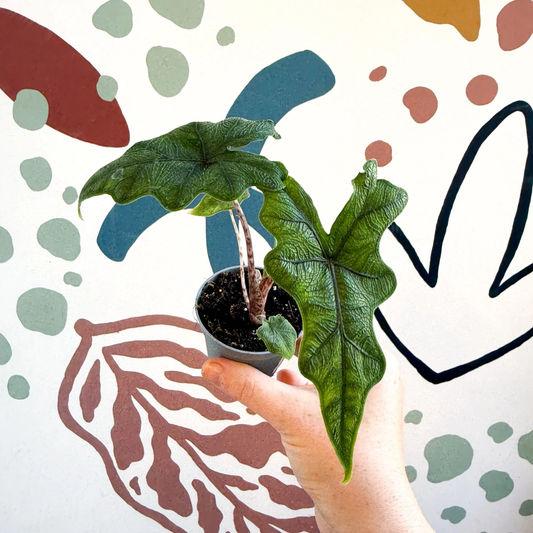 Alocasia 'Jacklyn' - Image 8