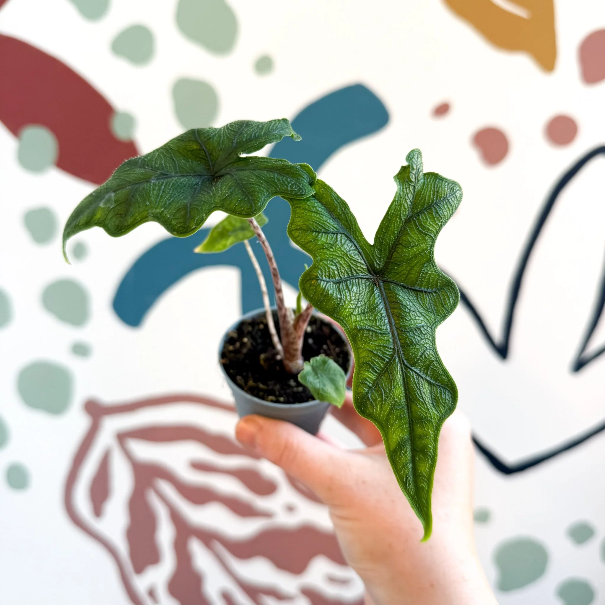 Alocasia 'Jacklyn' - Image 9