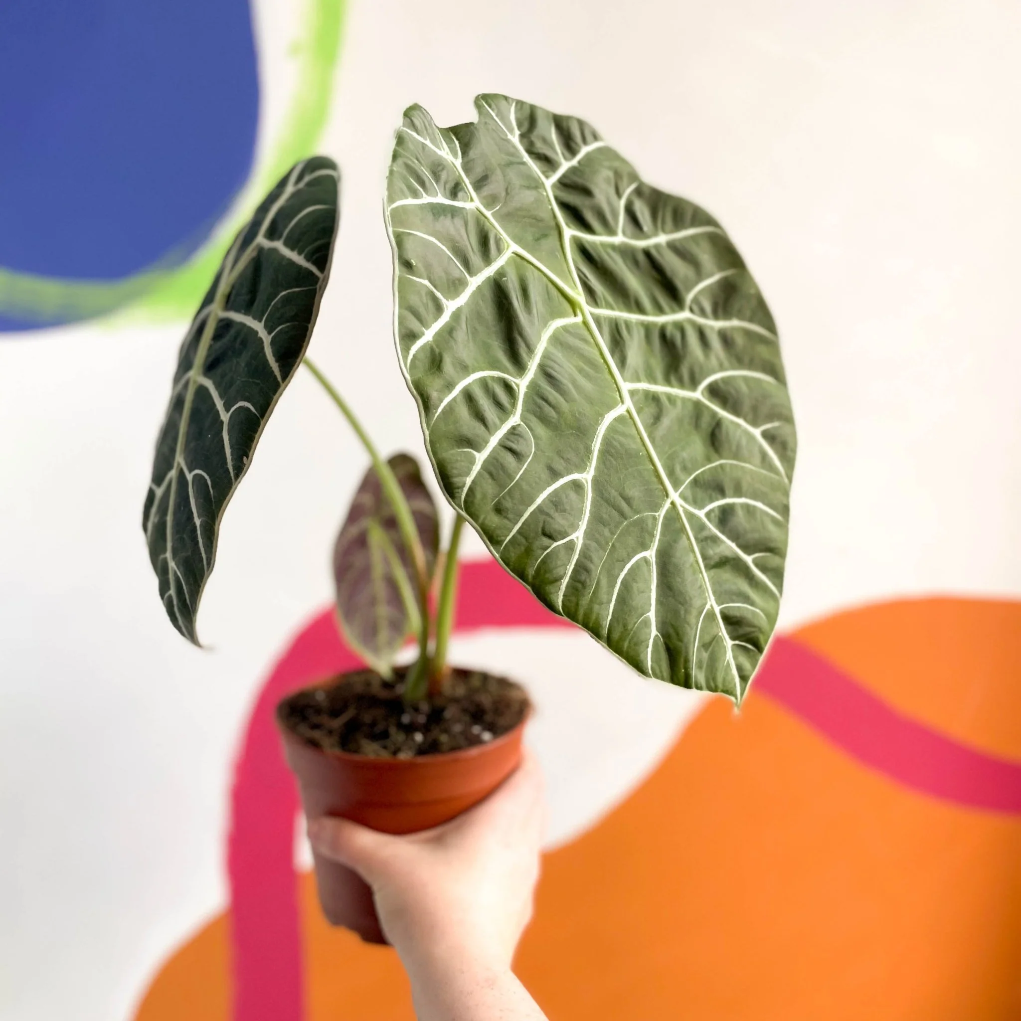Alocasia longiloba ‘Watsoniana’