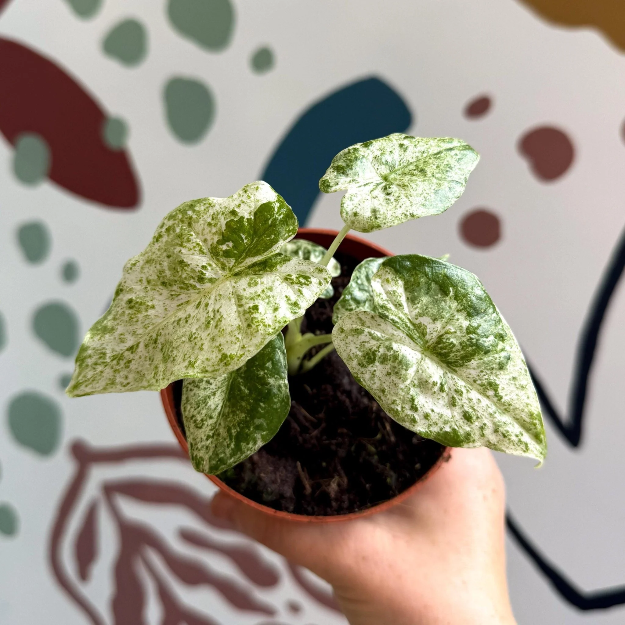 Alocasia macrorrhiza 'Splash' – Variegated Giant Taro