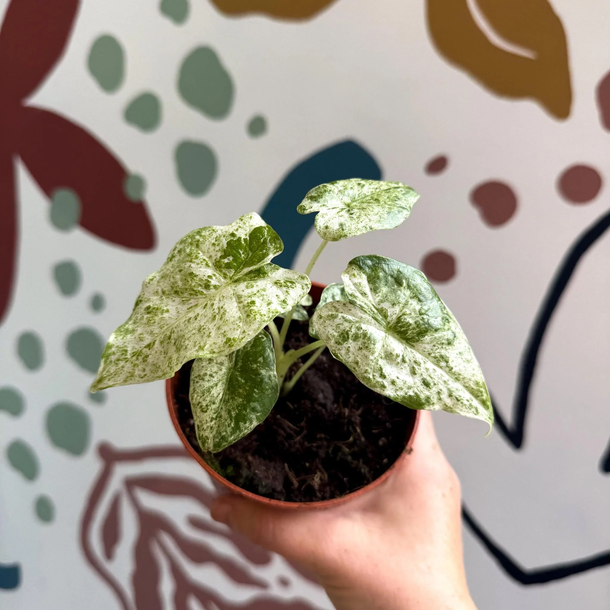 Alocasia macrorrhiza 'Splash' – Variegated Giant Taro - Image 2
