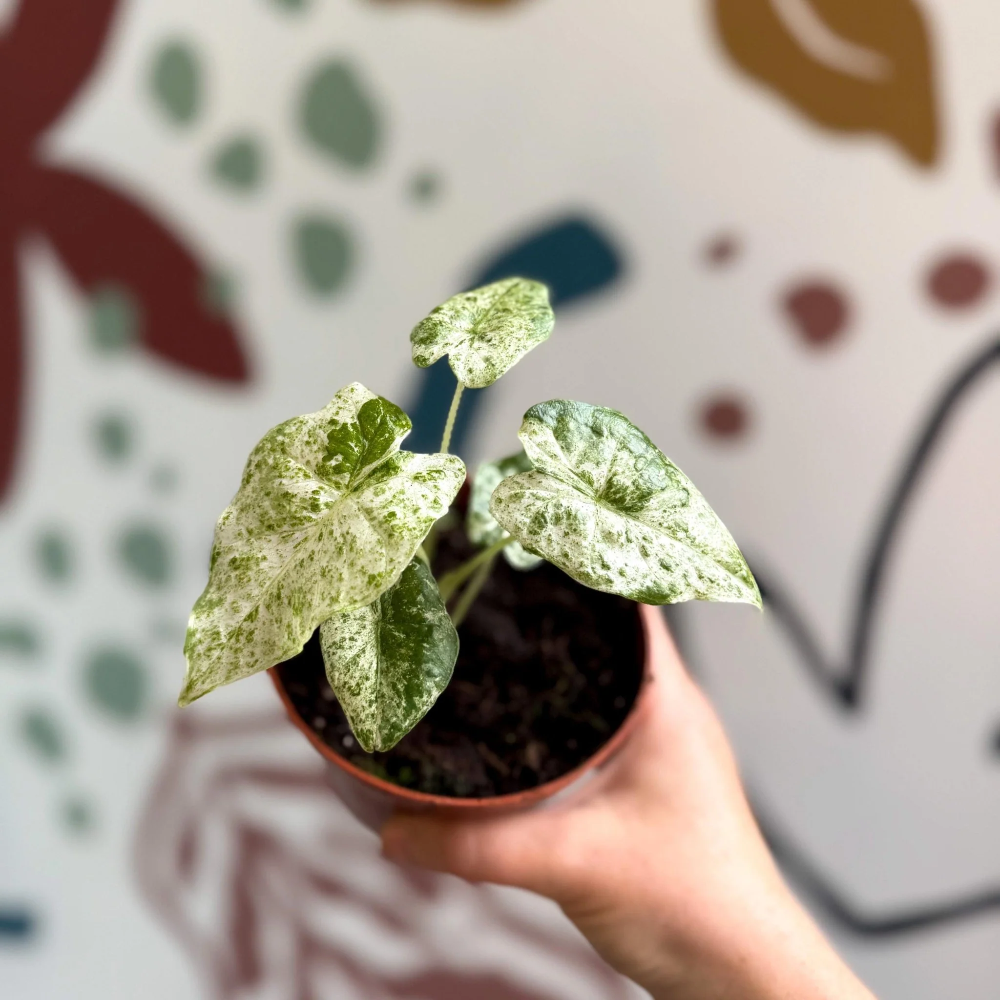 Alocasia macrorrhiza 'Splash' – Variegated Giant Taro - Image 5