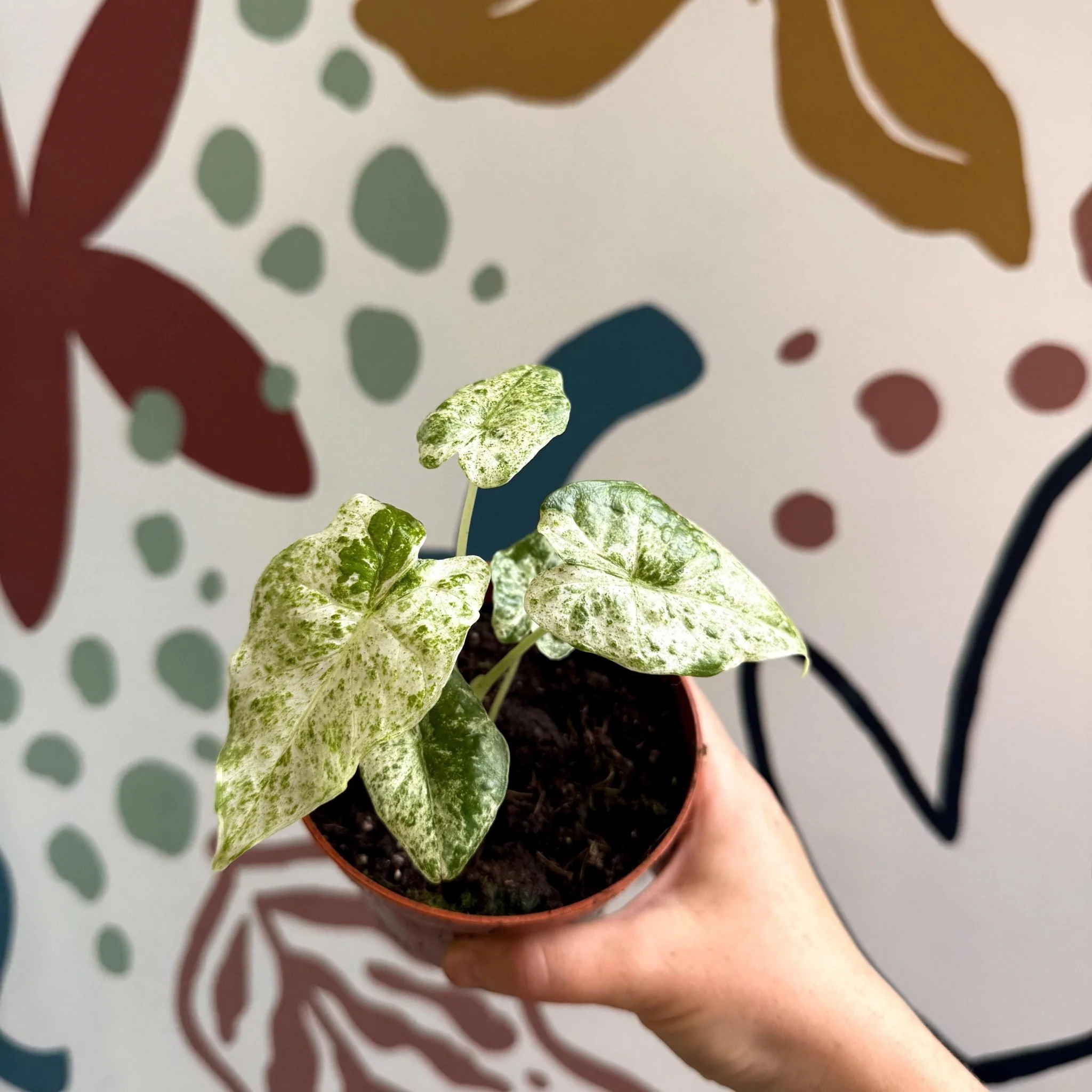 Alocasia macrorrhiza 'Splash' – Variegated Giant Taro - Image 6