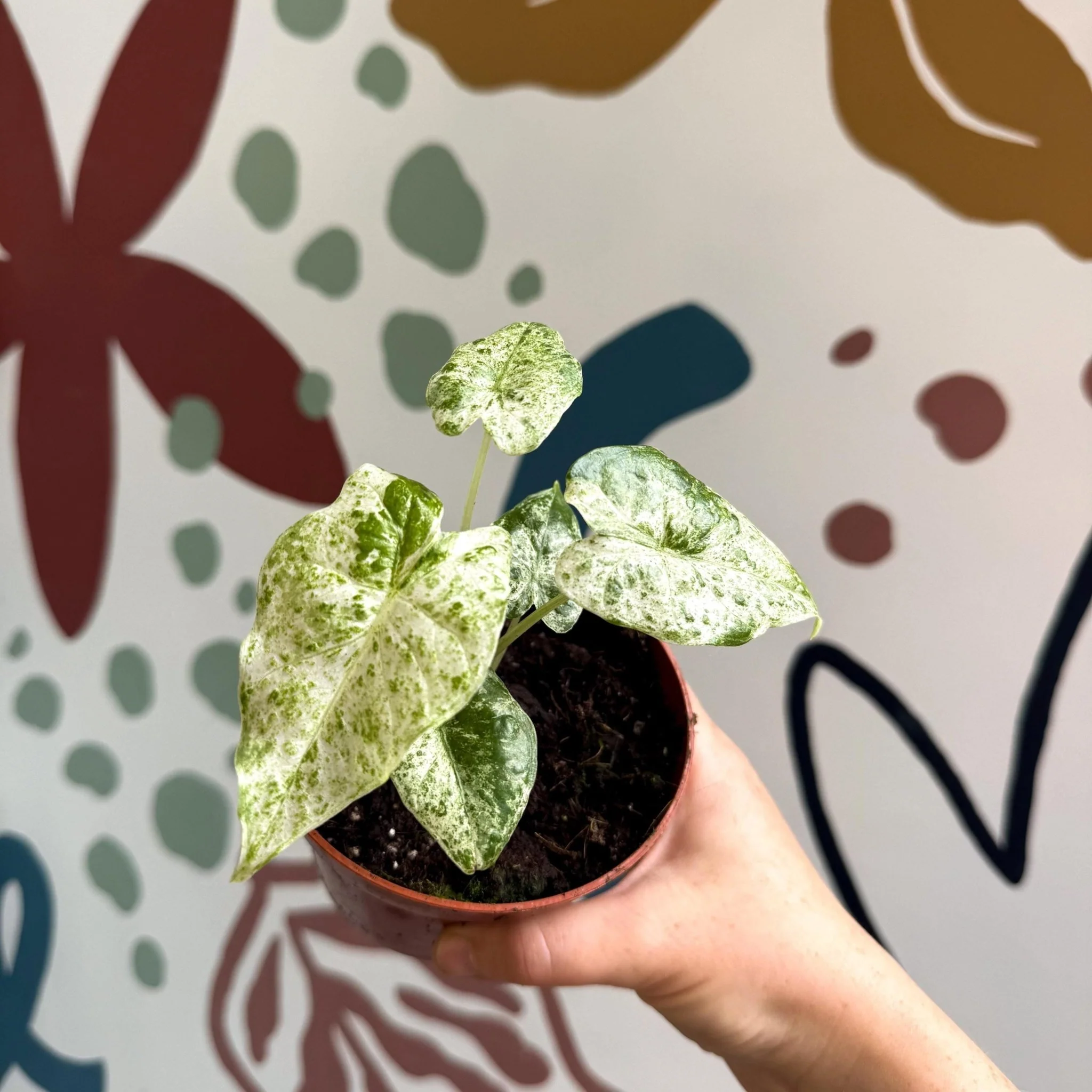 Alocasia macrorrhiza 'Splash' – Variegated Giant Taro - Image 8