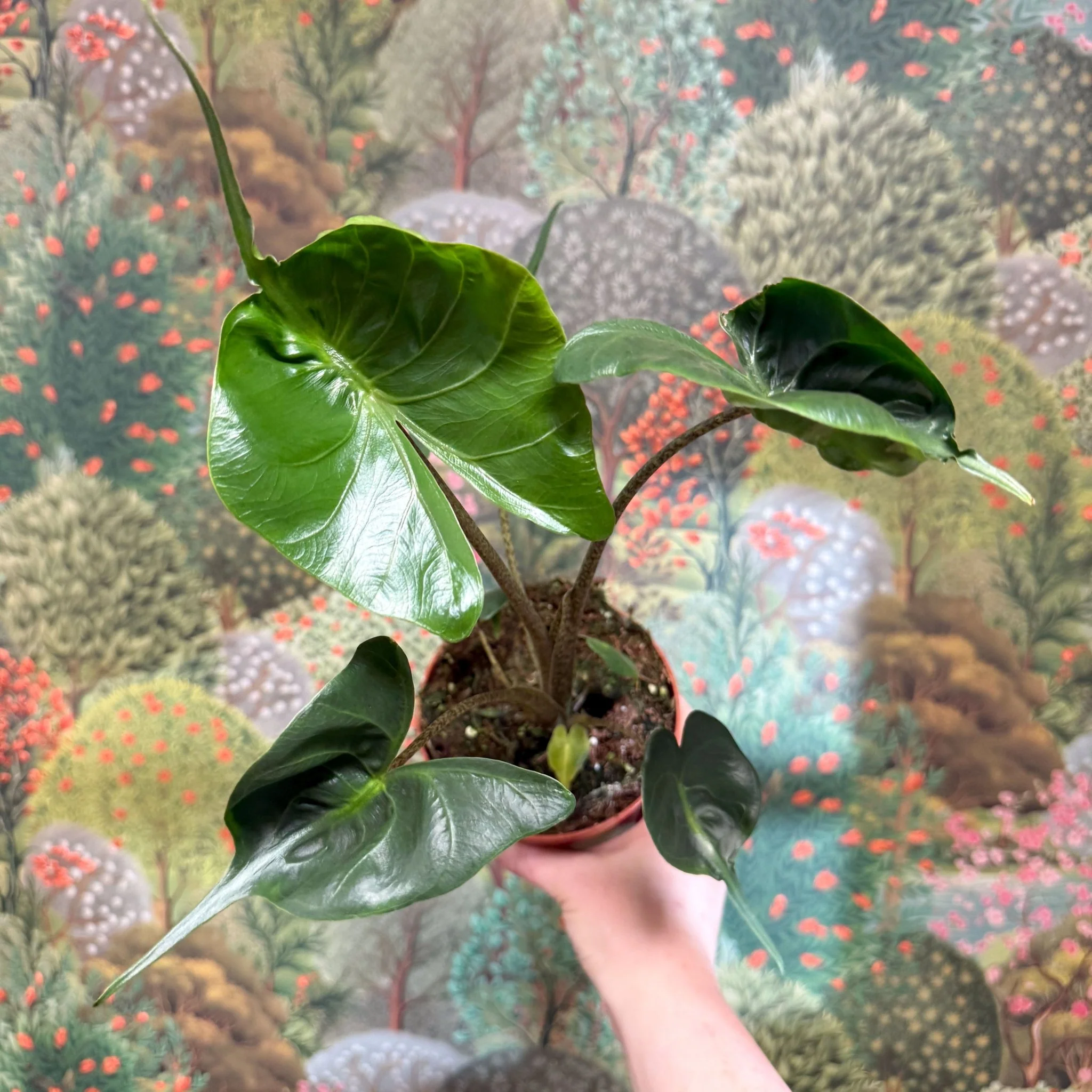 Alocasia macrorrhizos 'Stingray' - Image 10